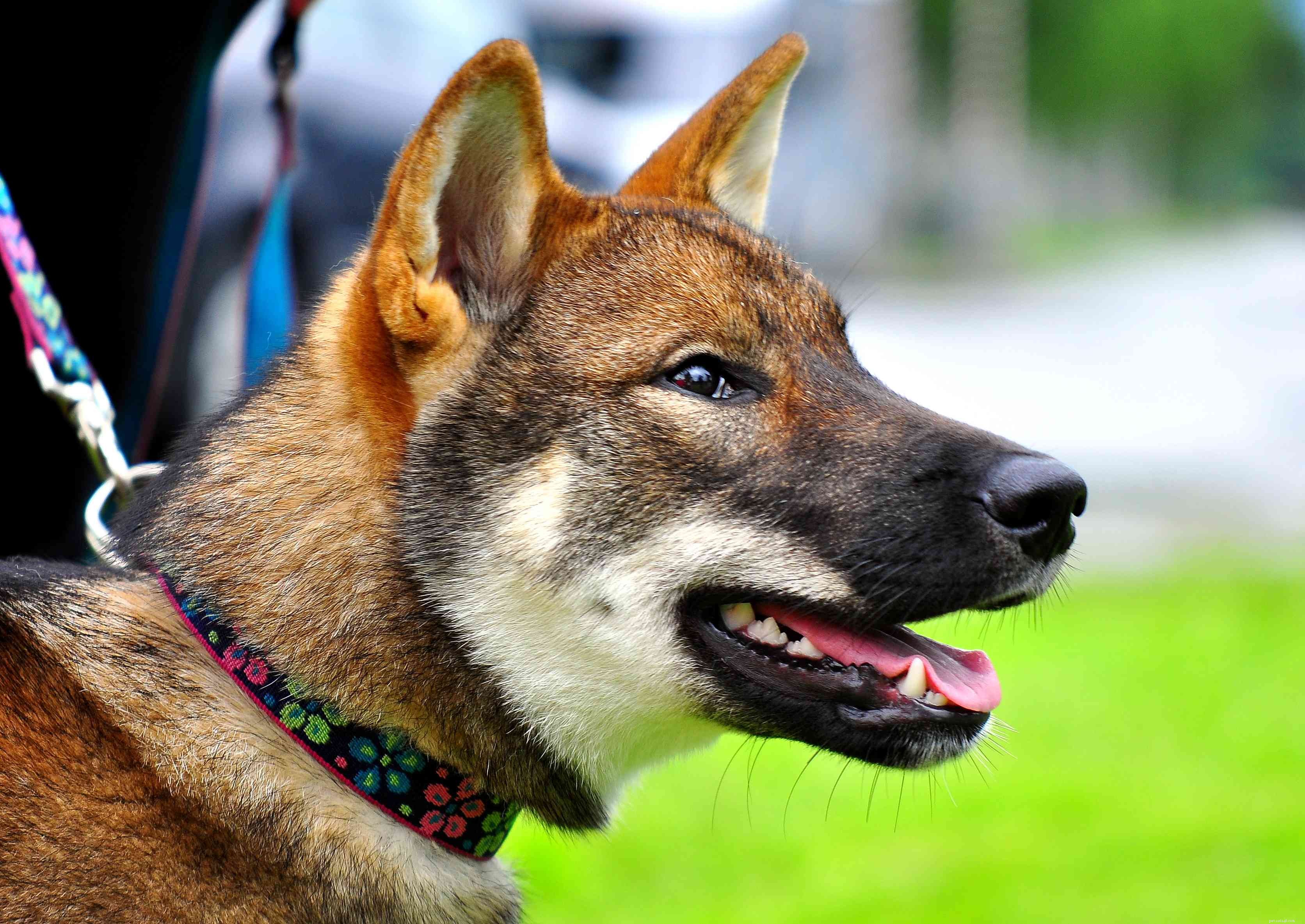 Shikoku :caractéristiques et soins des races de chiens