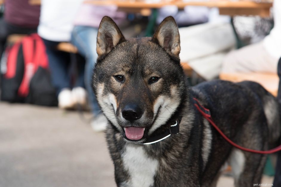 Shikoku:kenmerken en verzorging van hondenrassen