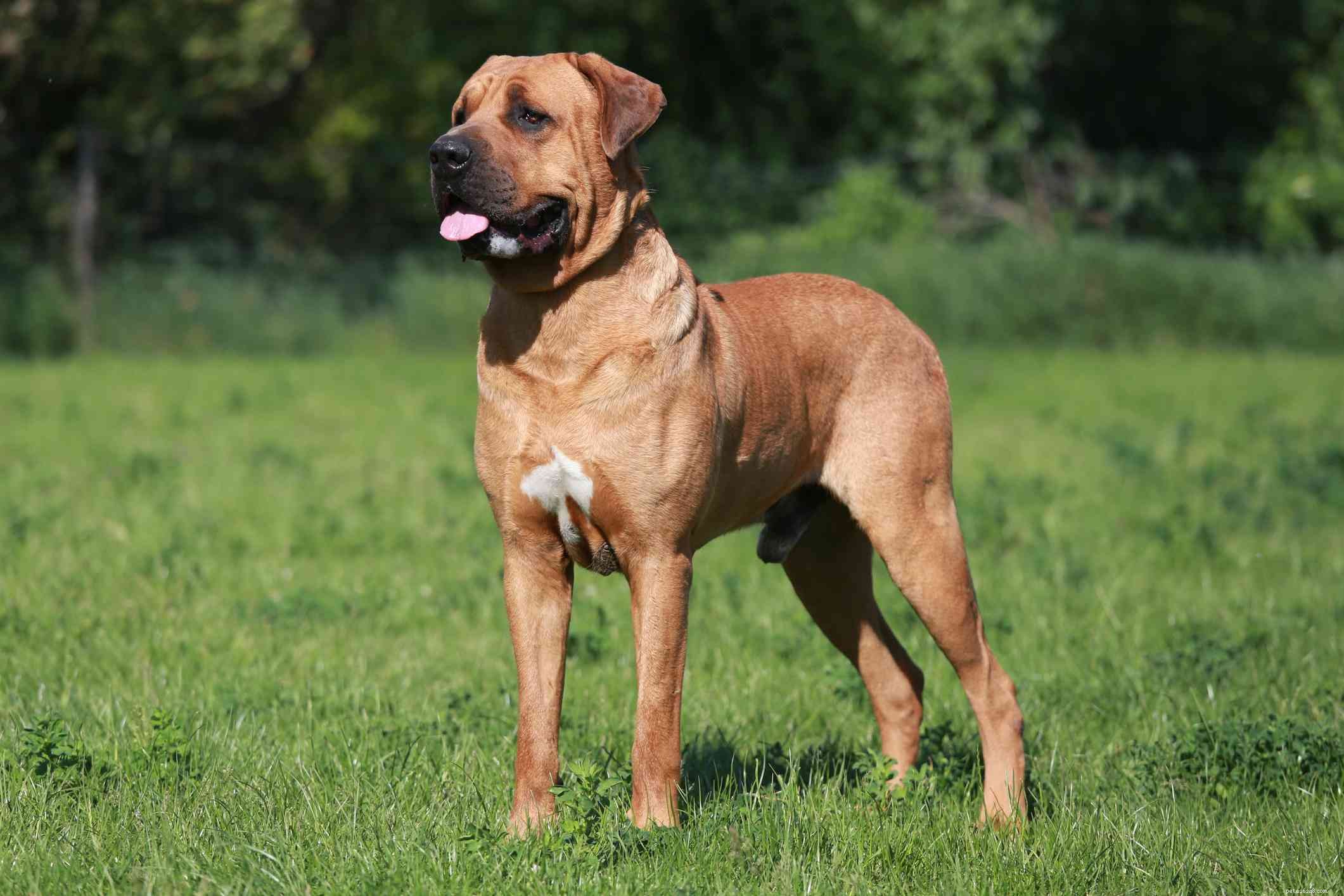 Tosa (Tosa Inu):kenmerken en verzorging van hondenrassen