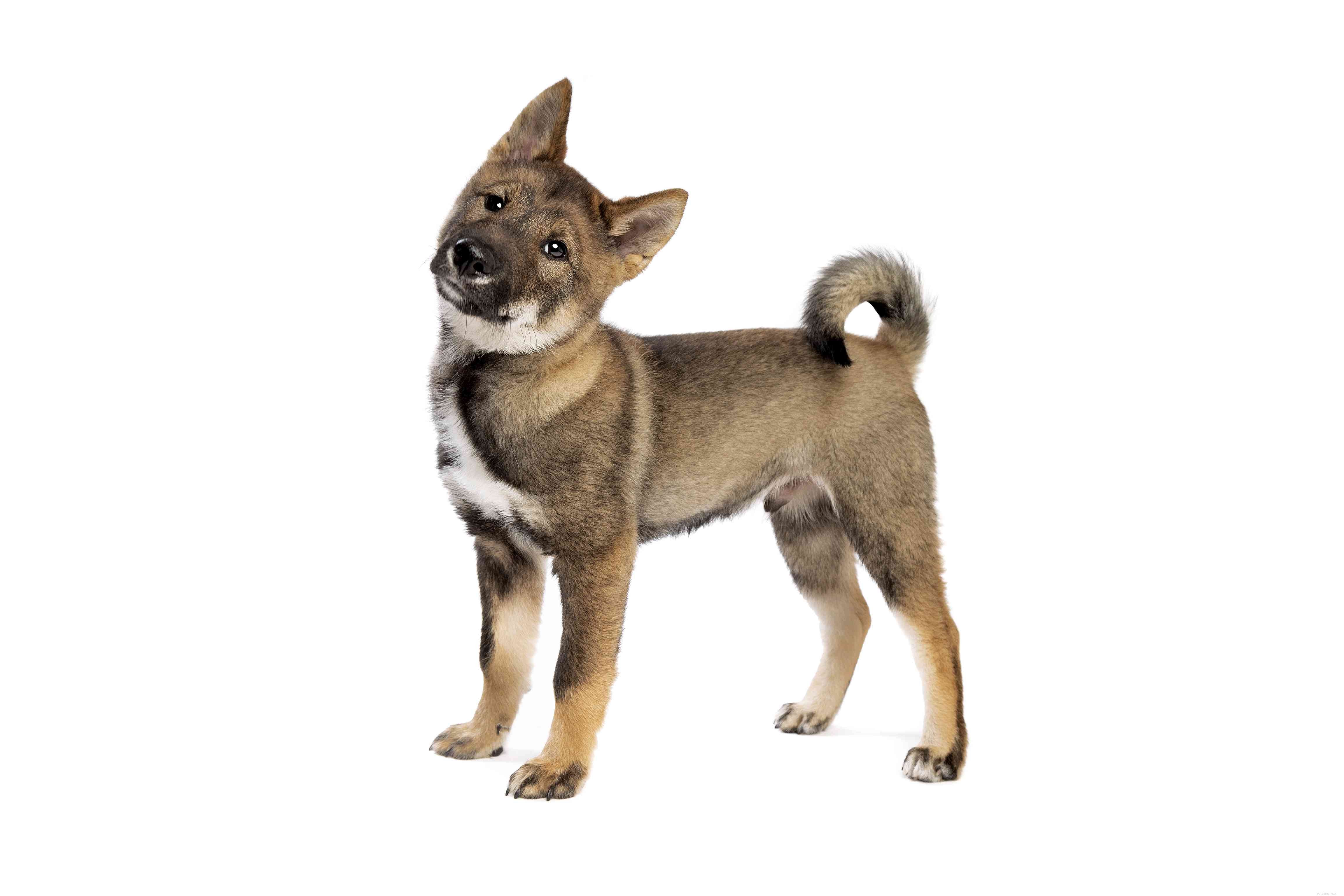 Shikoku:kenmerken en verzorging van hondenrassen