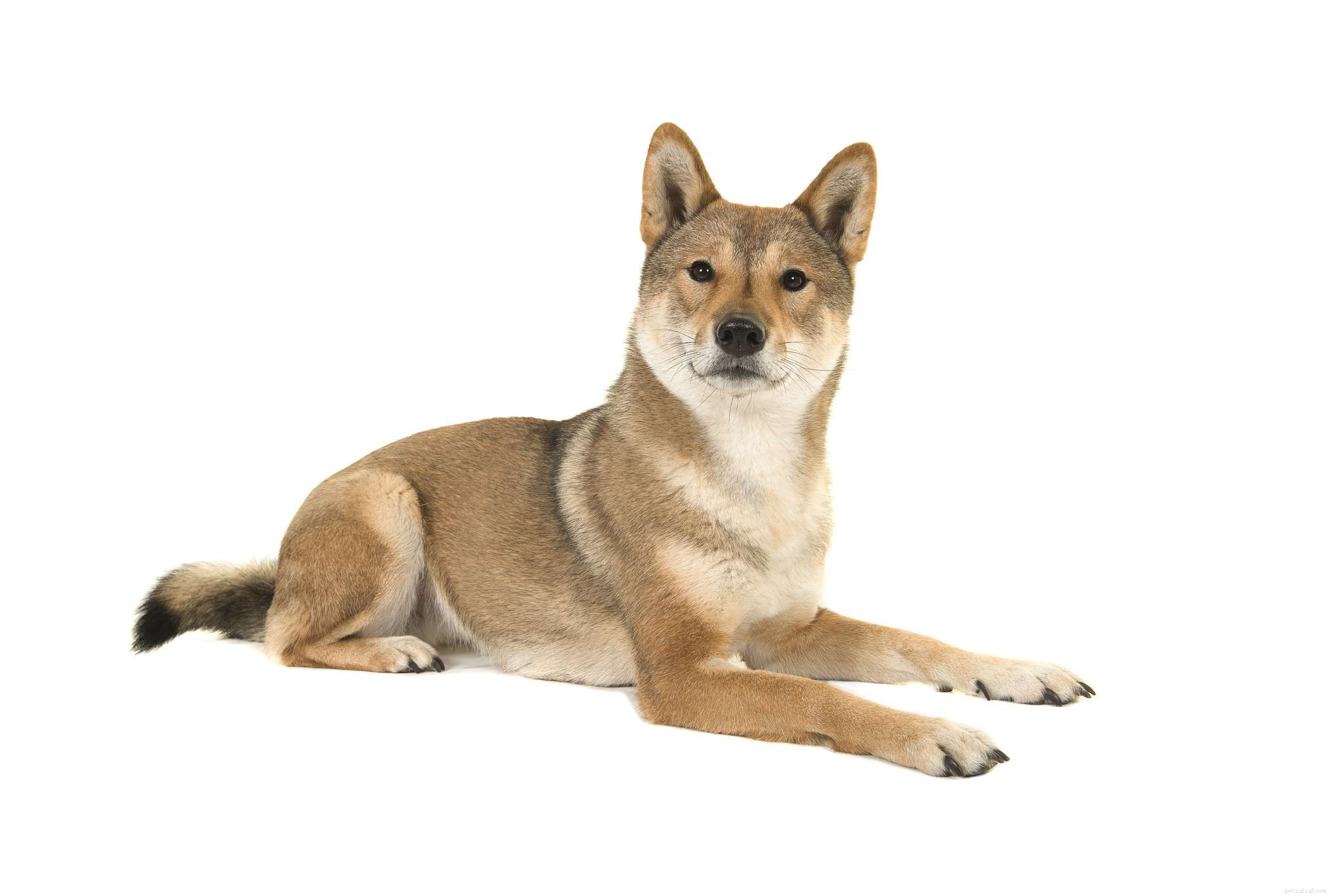 Сикоку:характеристики породы собак и уход за ними