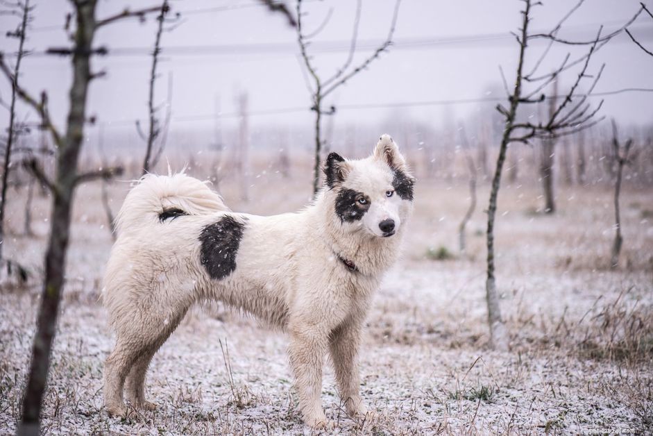 Yakutian Laika:perfil da raça do cão