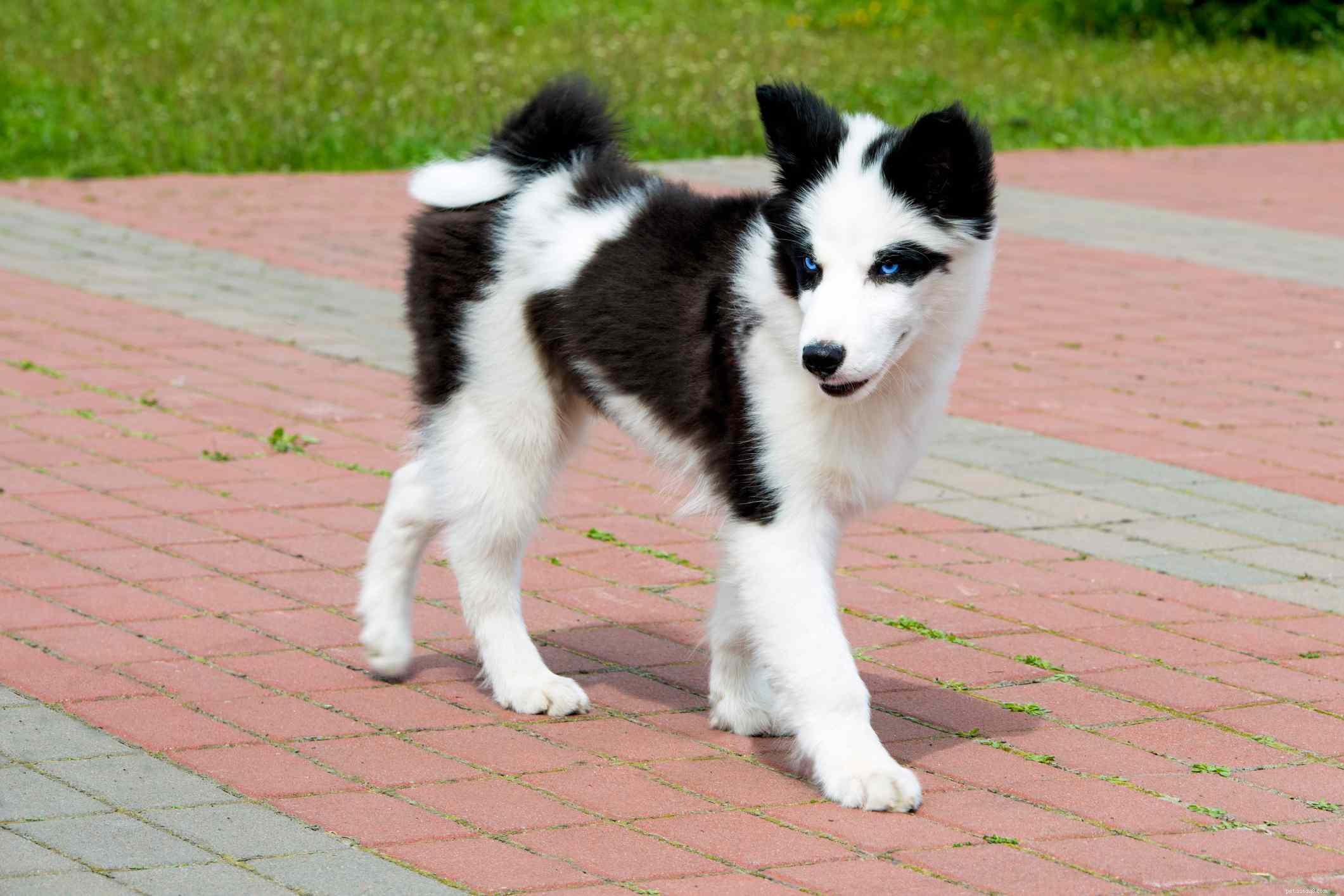 Якутская лайка:Профиль породы собак