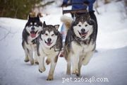 Yakutian Laika：Dog Breed Profile