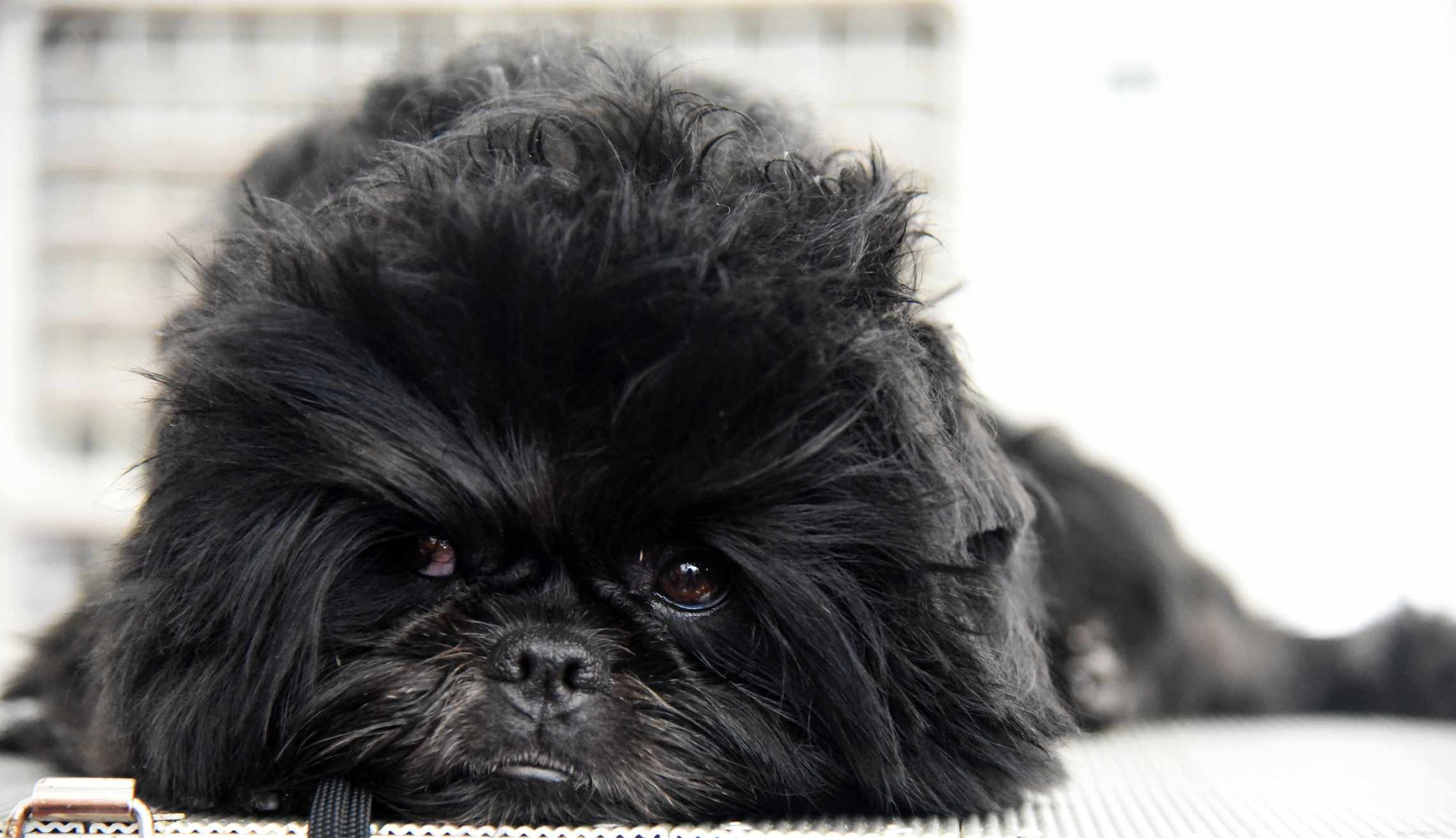 11 razze di cani ipoallergenici di piccola taglia