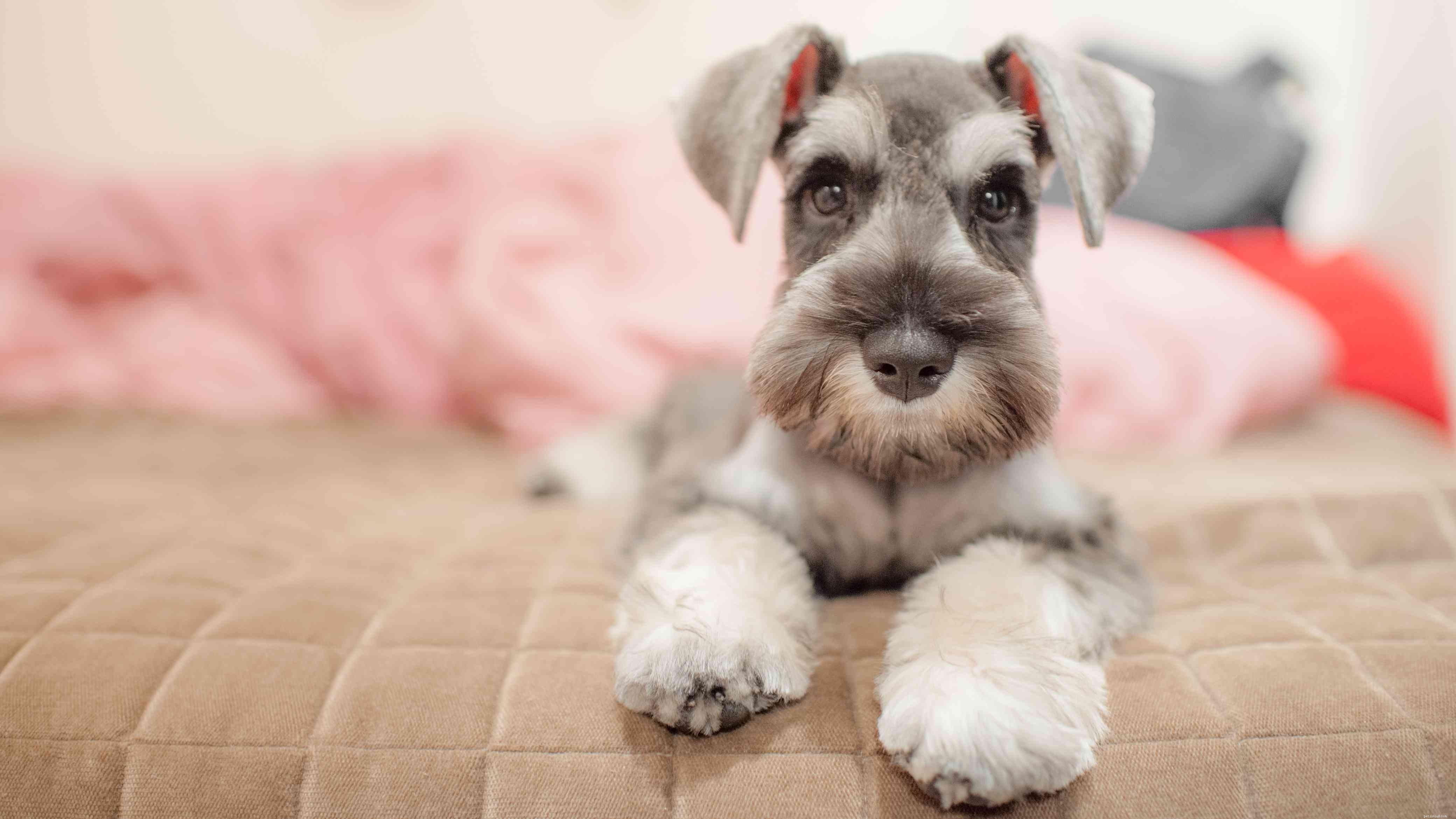 11 razze di cani ipoallergenici di piccola taglia