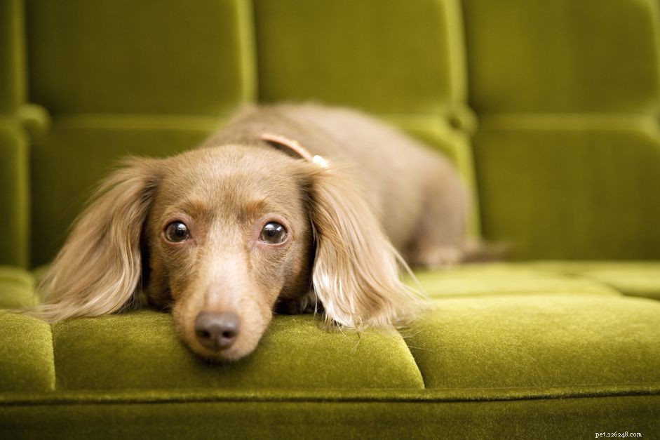 12 melhores cães pequenos com baixo consumo de energia