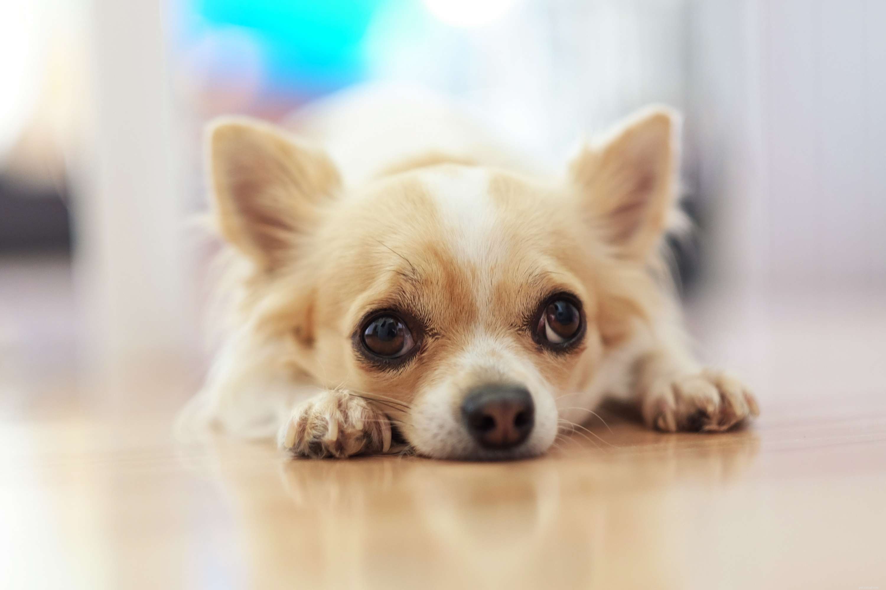 19 races de chiens miniatures qui sont parfaites comme animaux de compagnie