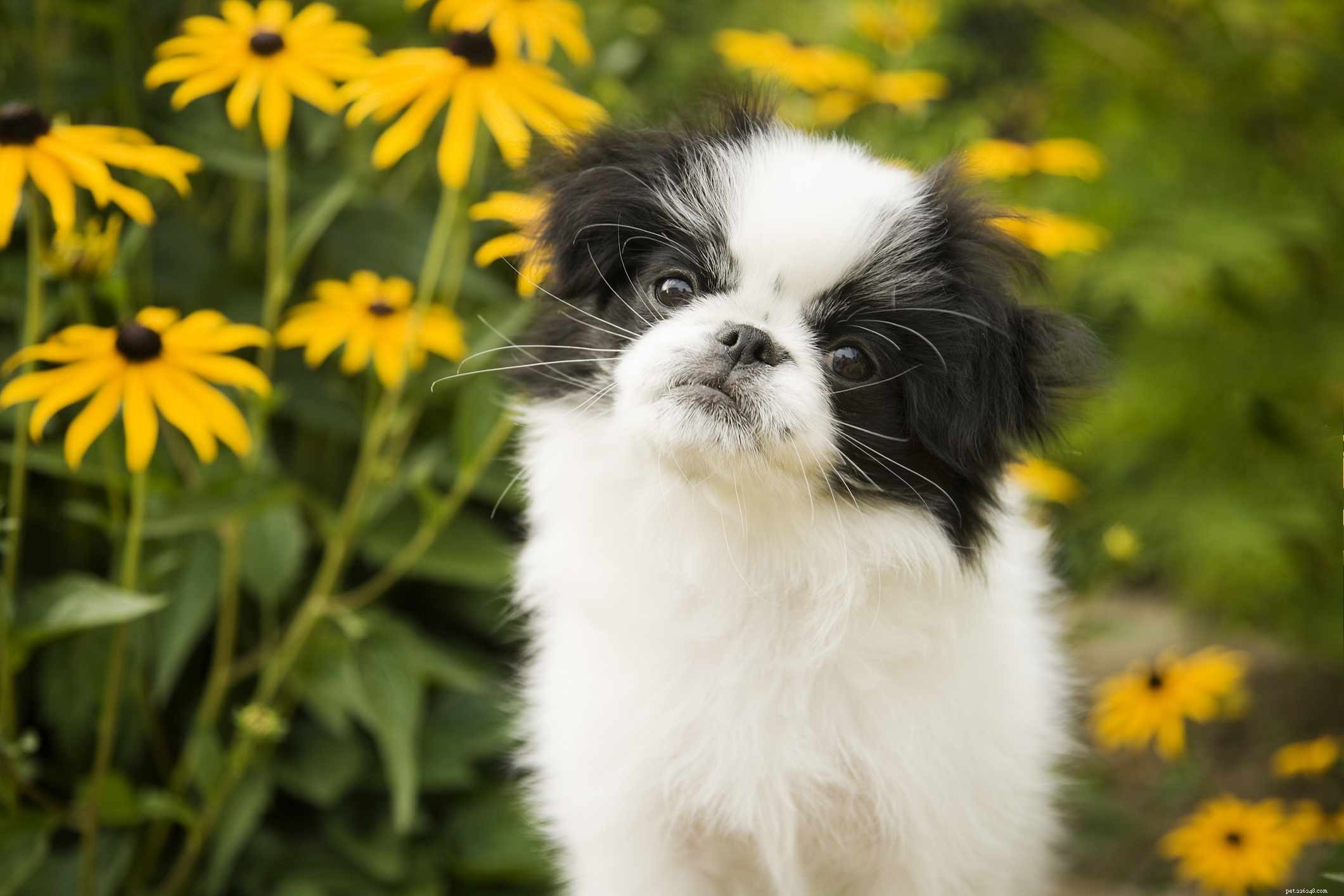 19 raças de cães de brinquedo que são ótimas como animais de estimação