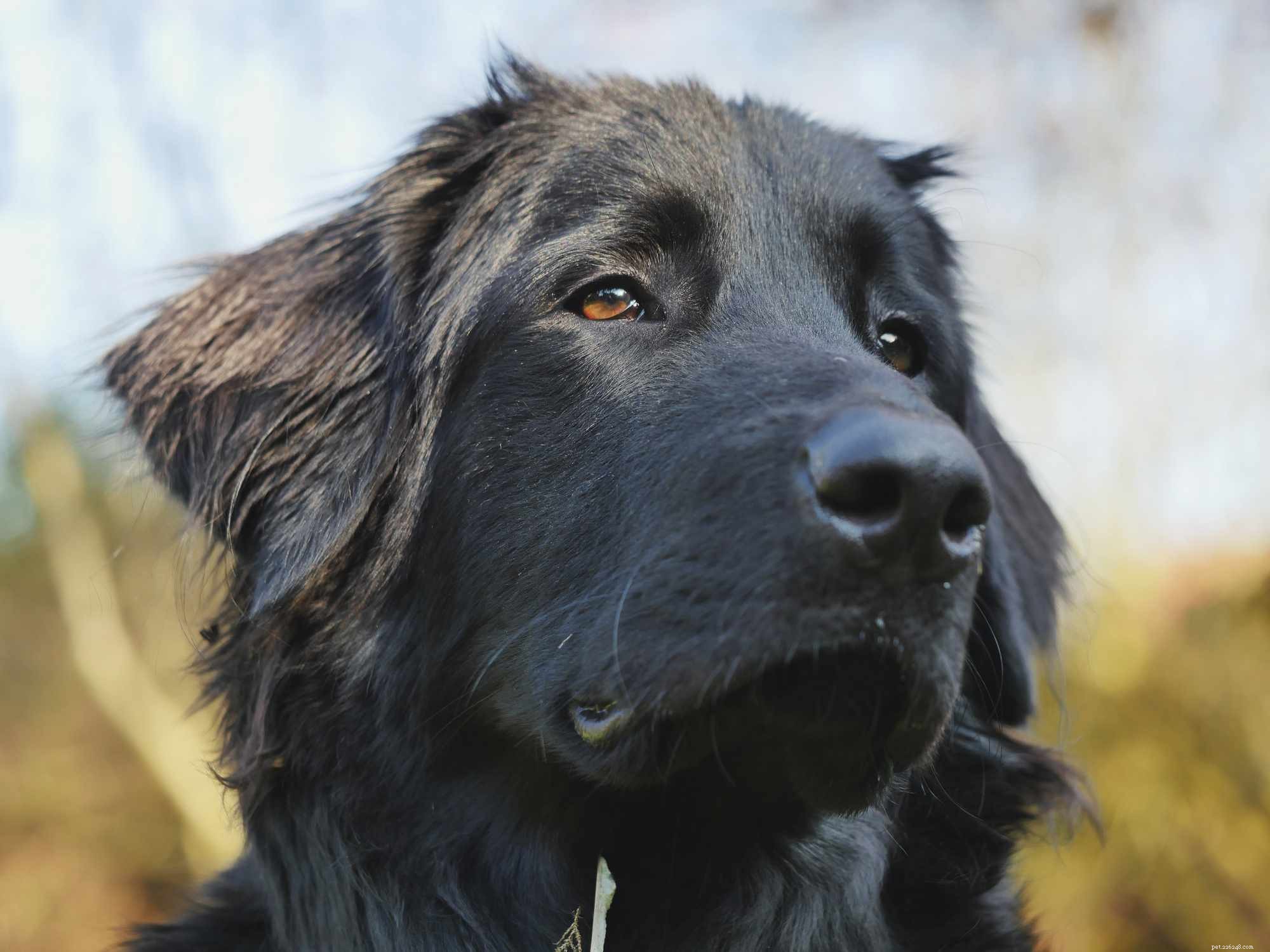 Hovawart :profil de race de chien