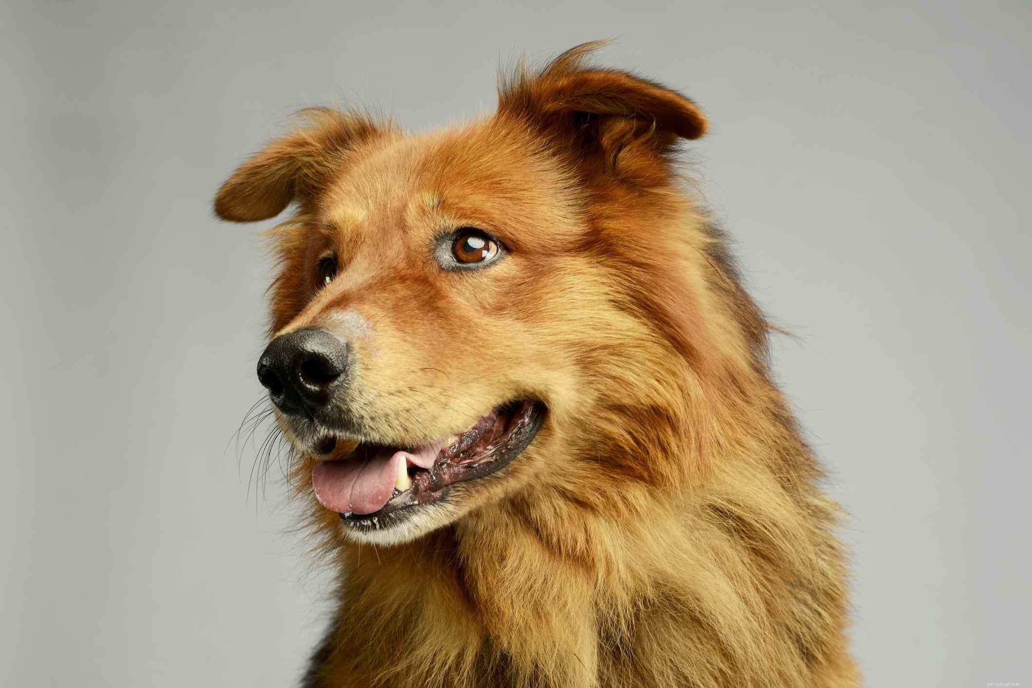 Hovawart:perfil da raça do cão