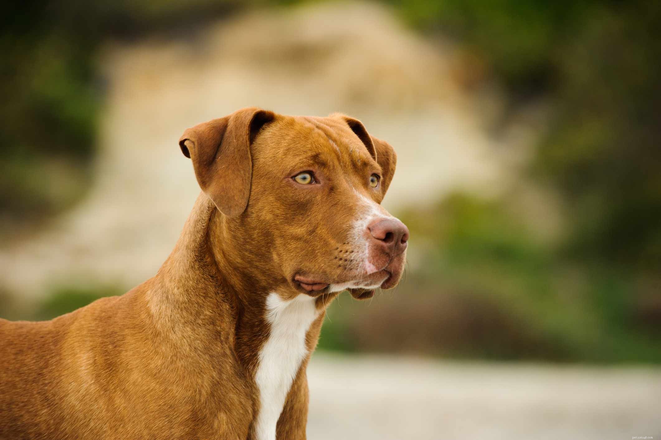 5 types de races de chiens Pit Bull