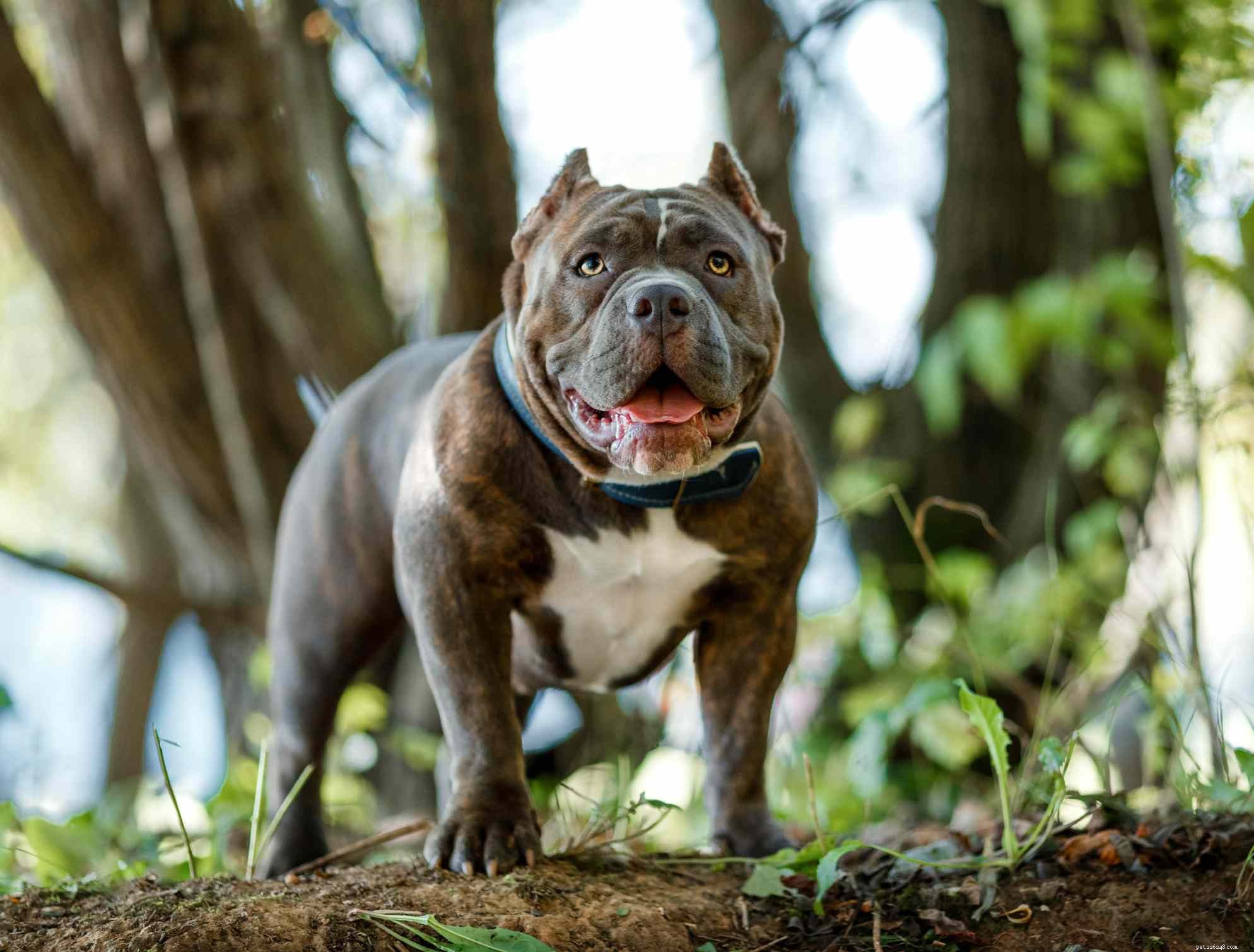 5 tipos de raças de cães Pit Bull
