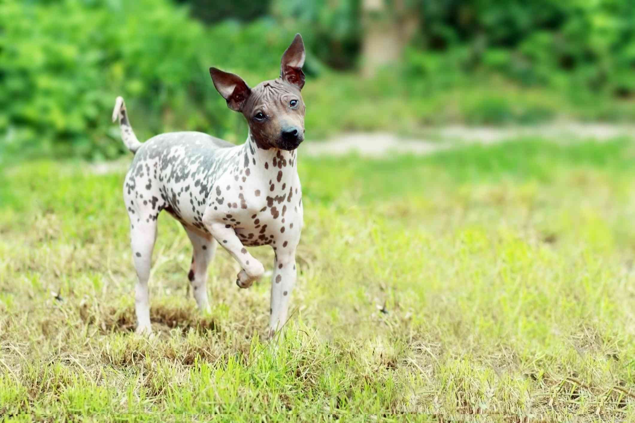 10 meilleures races de chiens sans poils