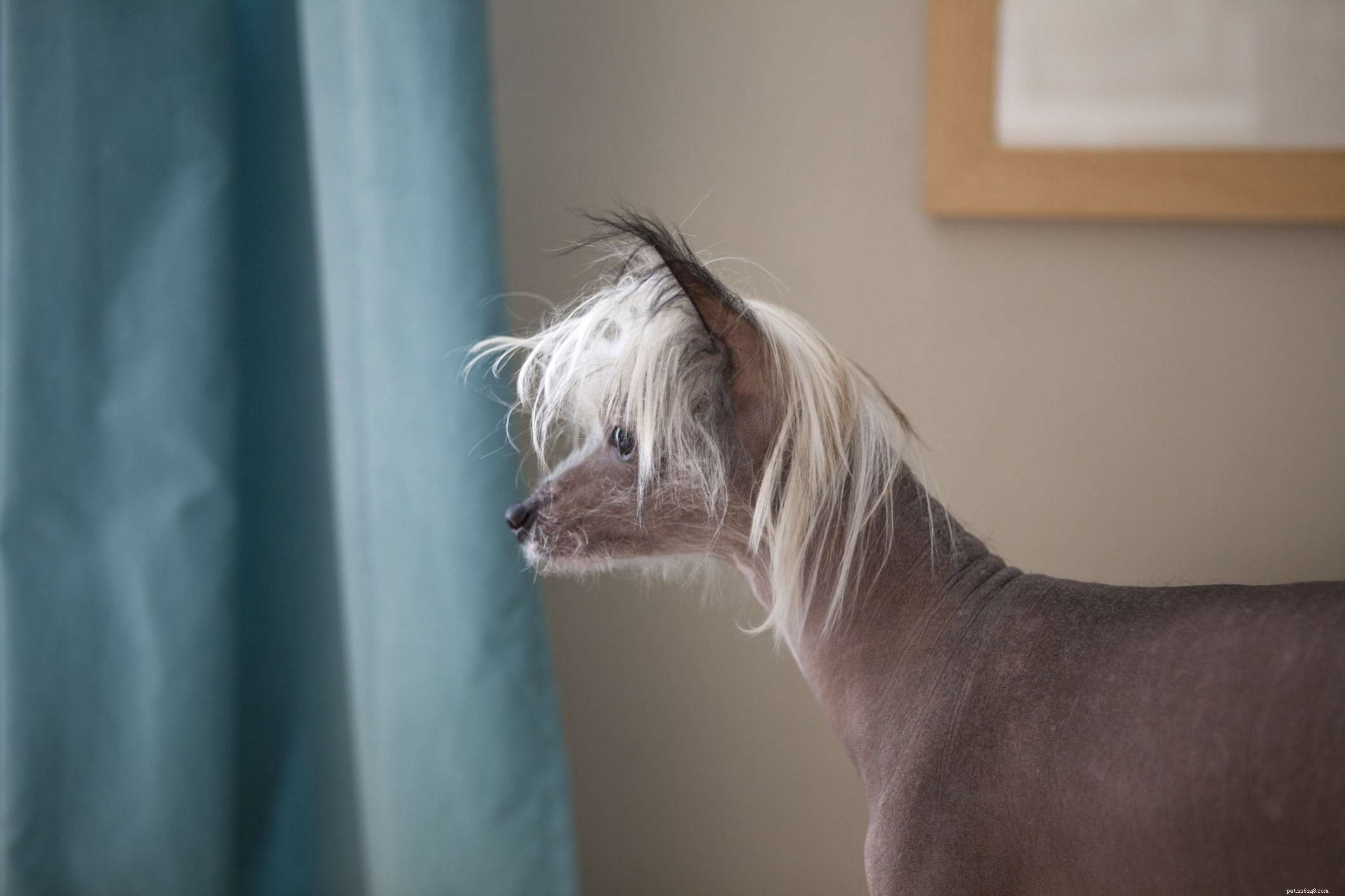 10最高のヘアレス犬の品種 