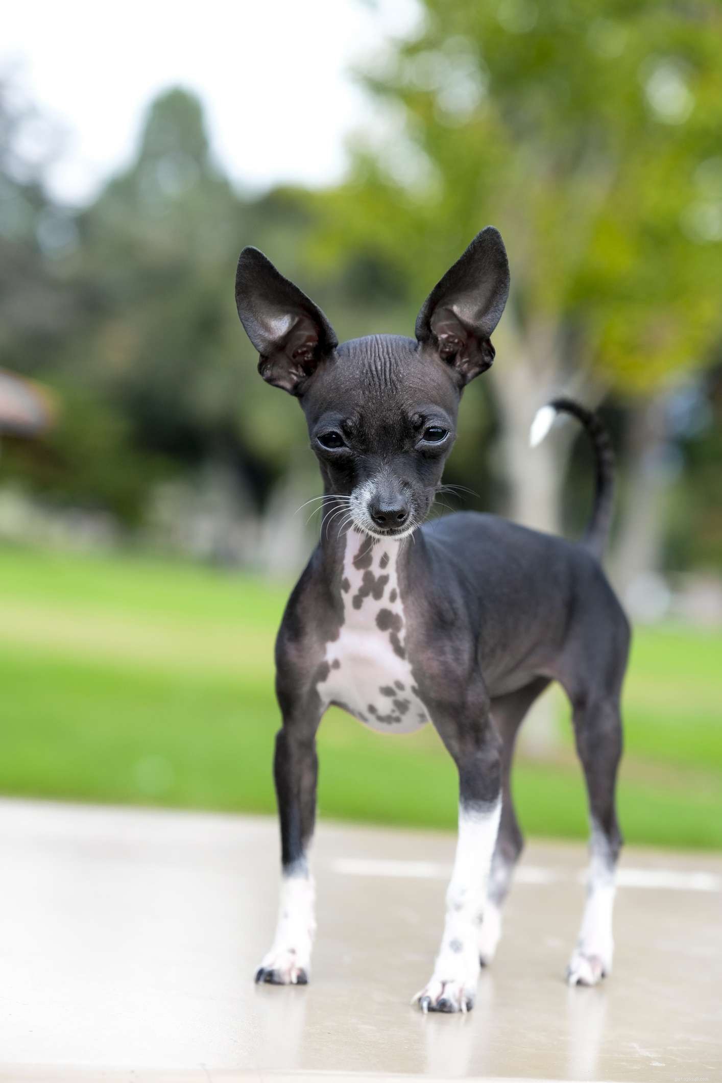 10 meilleures races de chiens sans poils