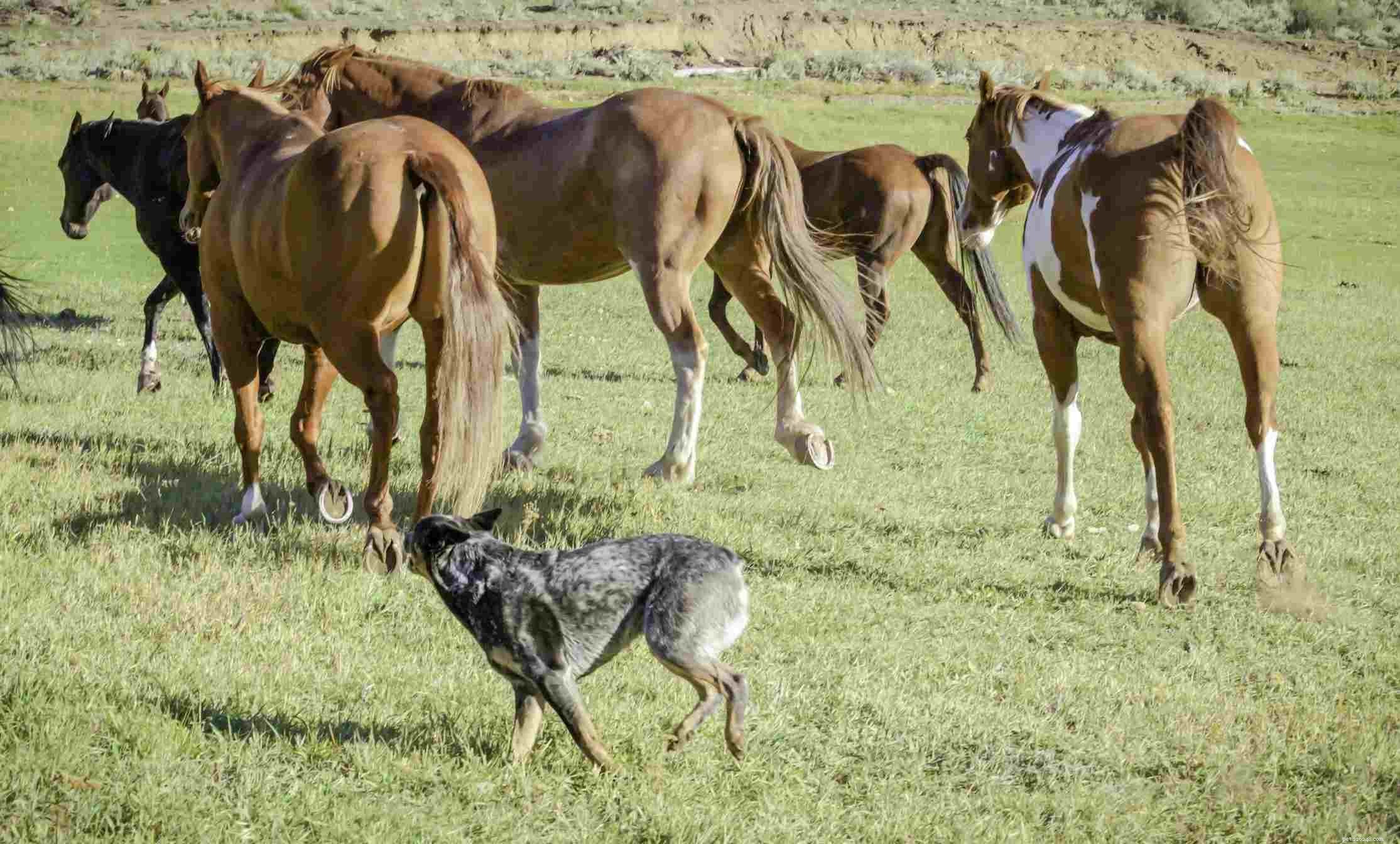 Blue Heeler (bouvier australien) :caractéristiques et soins de la race de chien