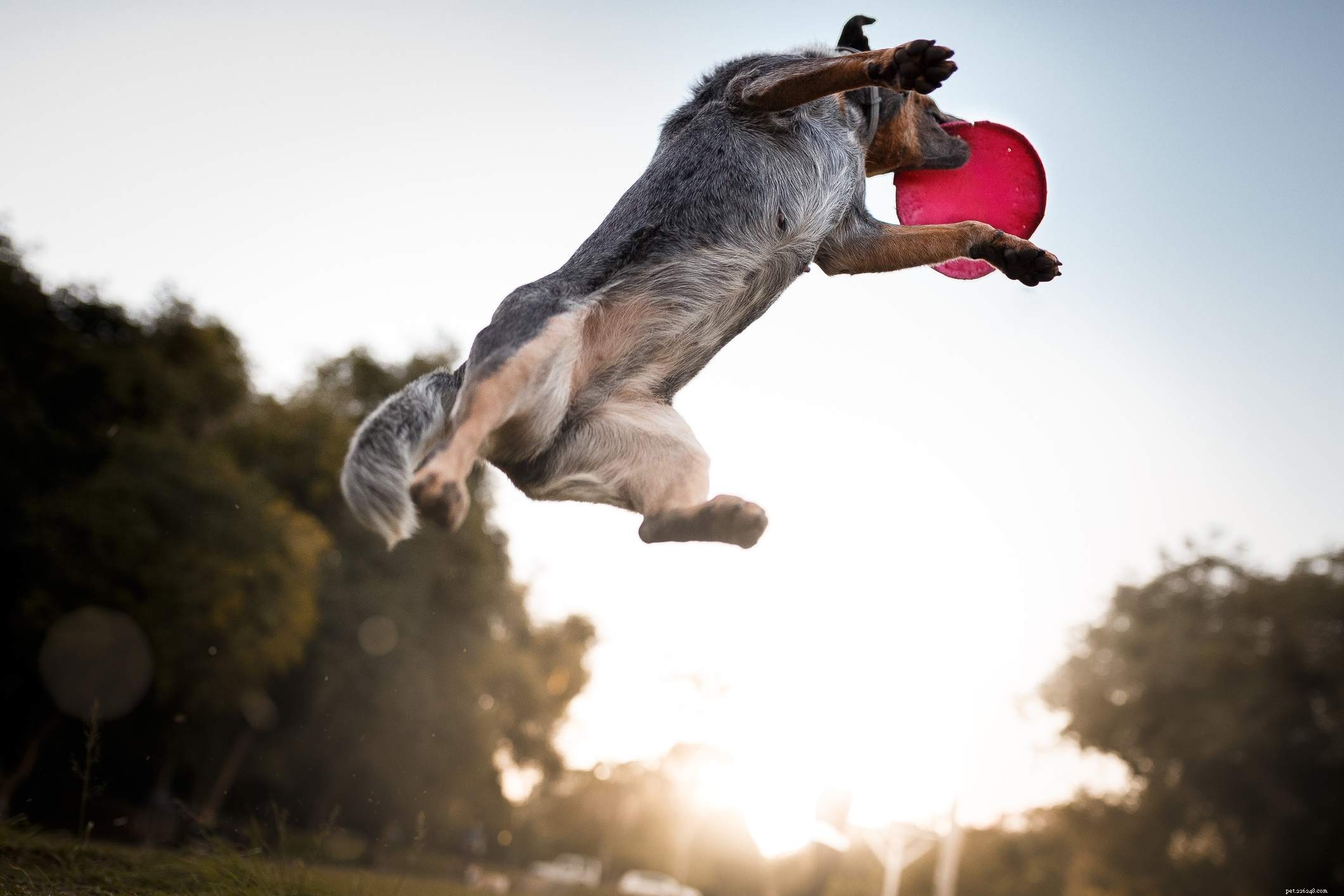 Blue Heeler (australisk boskapshund):Hundrasegenskaper och skötsel