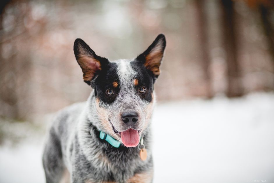 Голубой хилер (австралийская пастушья собака):характеристики породы собак и уход за ними