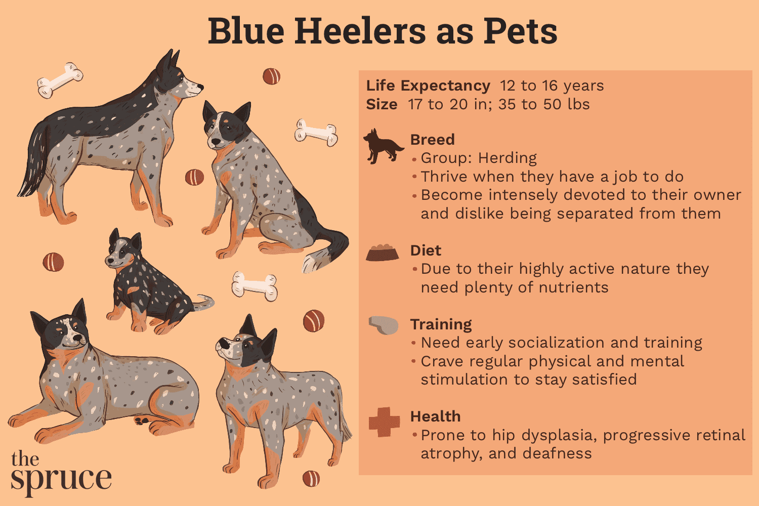 Голубой хилер (австралийская пастушья собака):характеристики породы собак и уход за ними