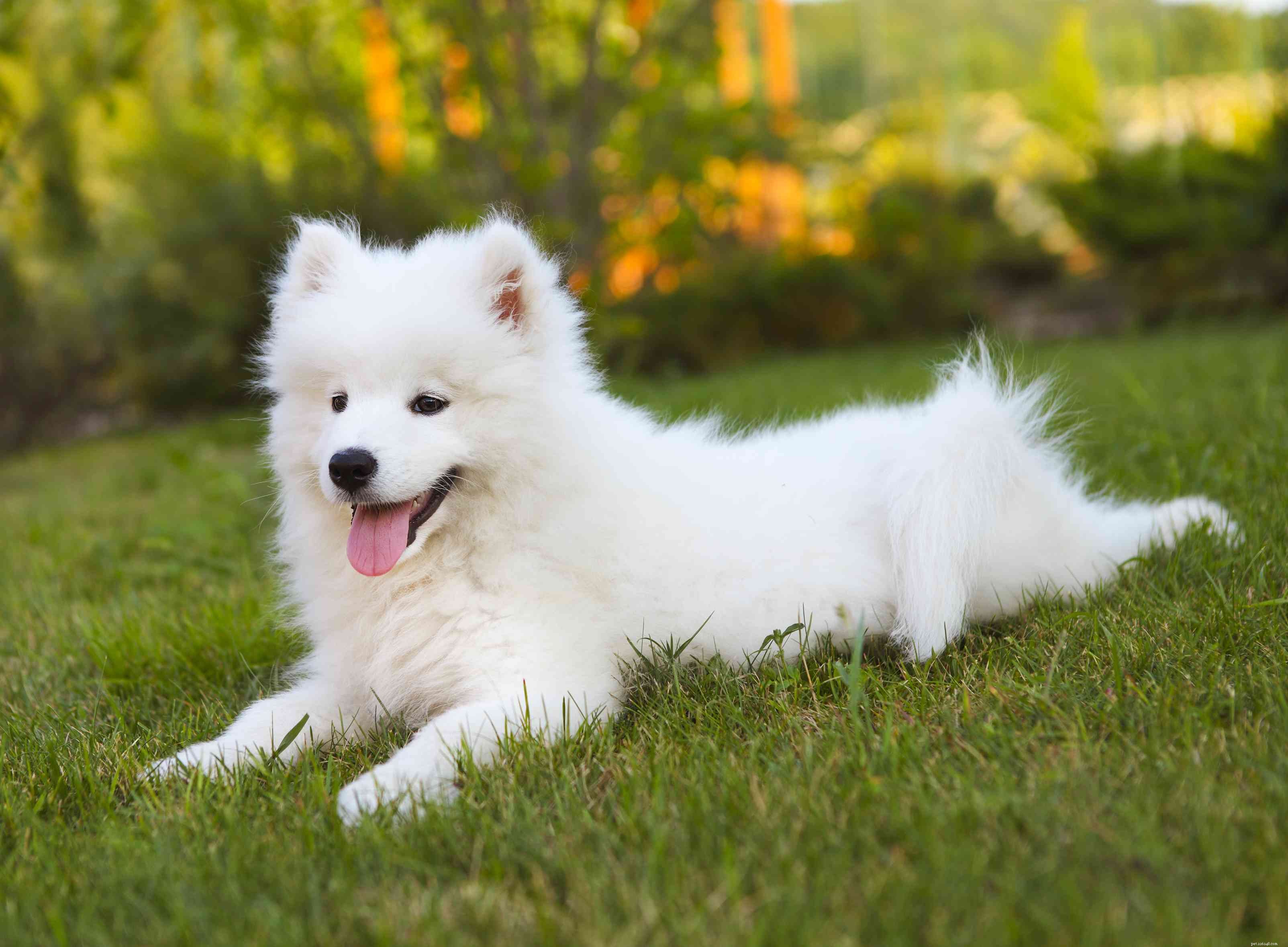 25 raças de cães mais fofas para manter como animais de estimação 