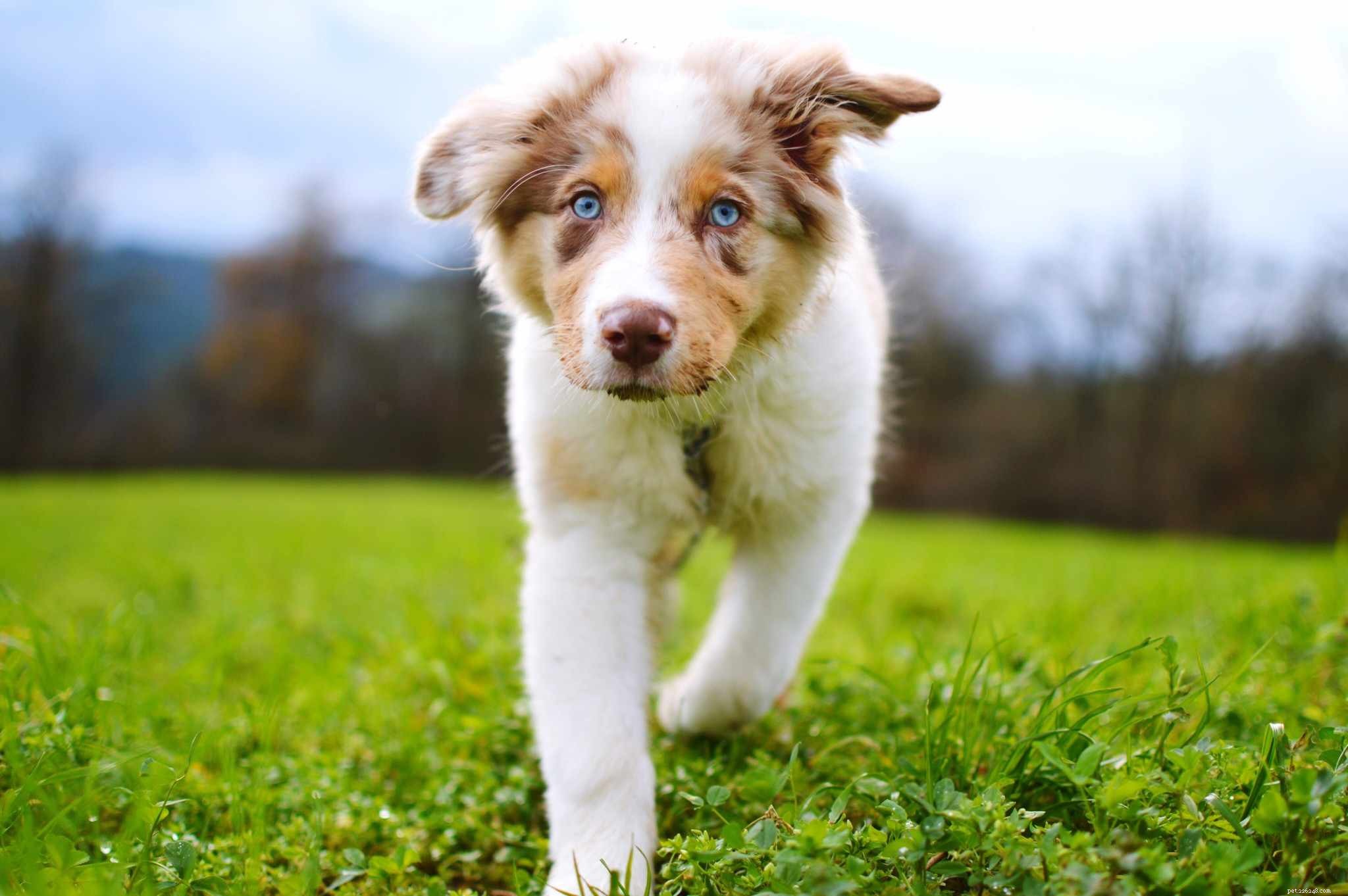 25 schattigste hondenrassen om als huisdier te houden