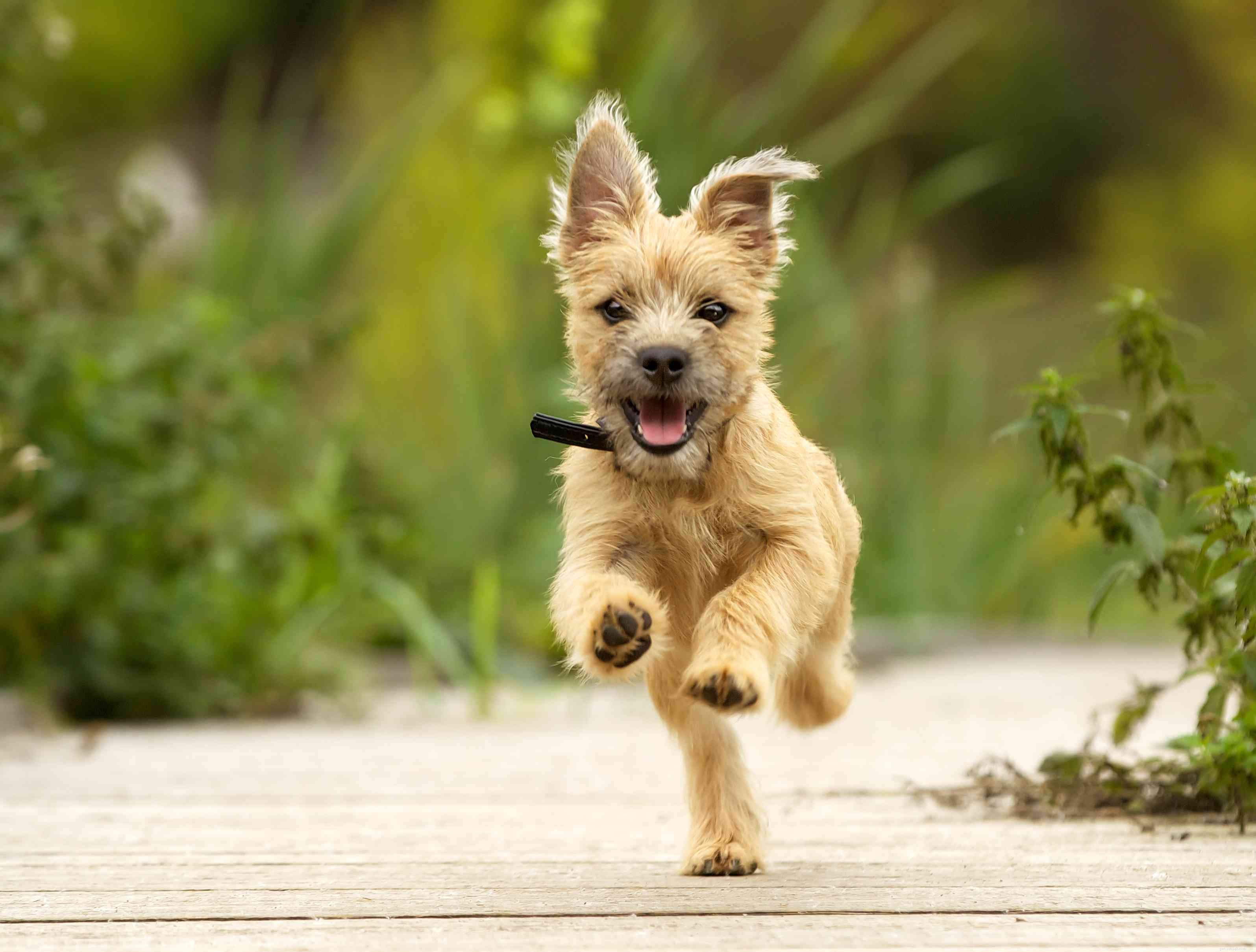 25 schattigste hondenrassen om als huisdier te houden