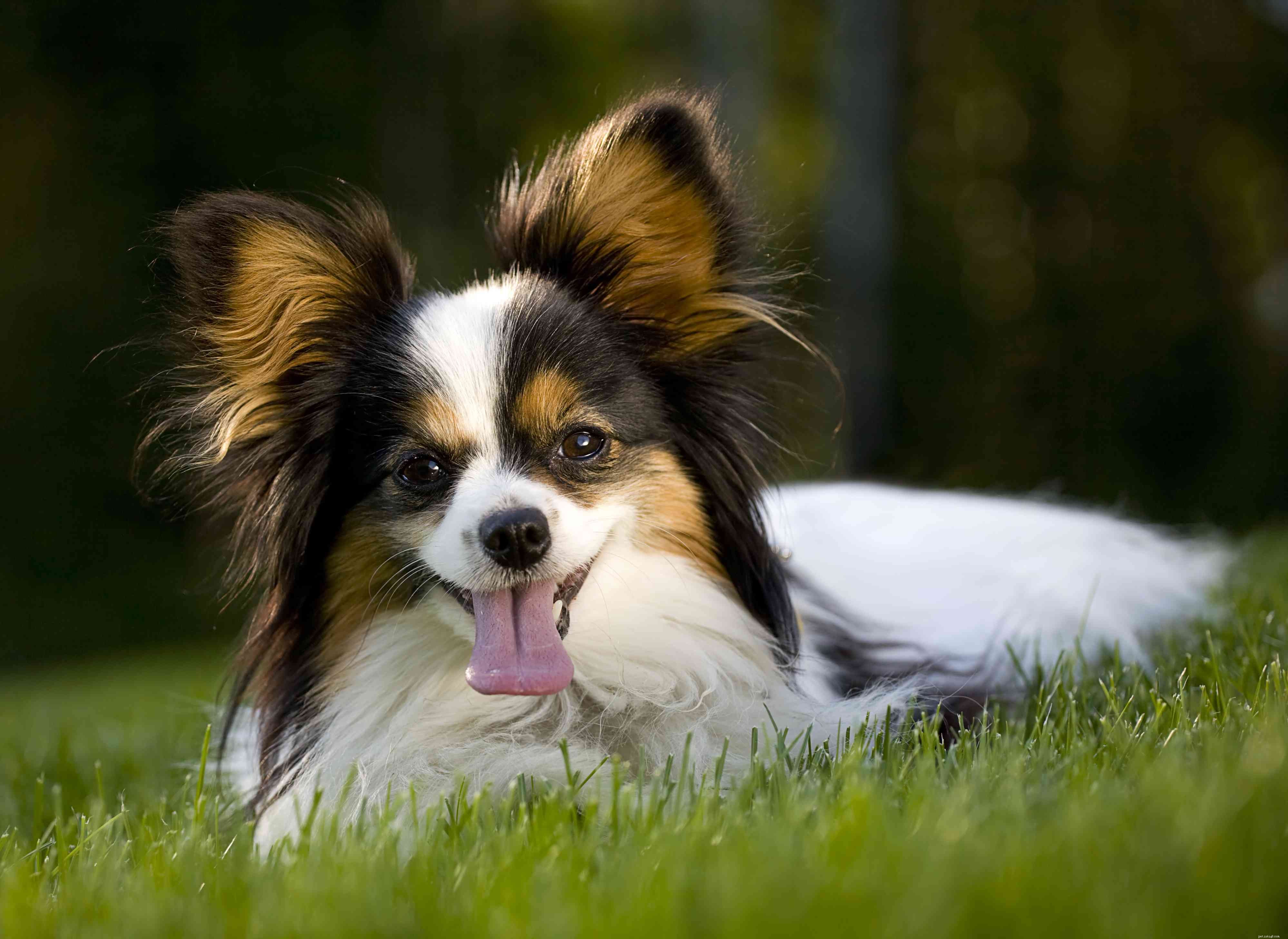 25 самых симпатичных пород собак, которых можно держать в качестве домашних животных