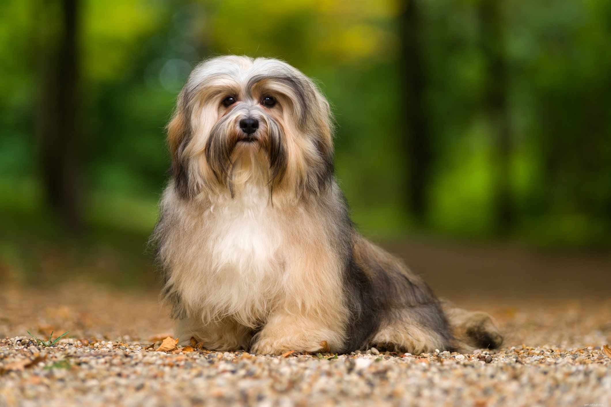 25 самых симпатичных пород собак, которых можно держать в качестве домашних животных