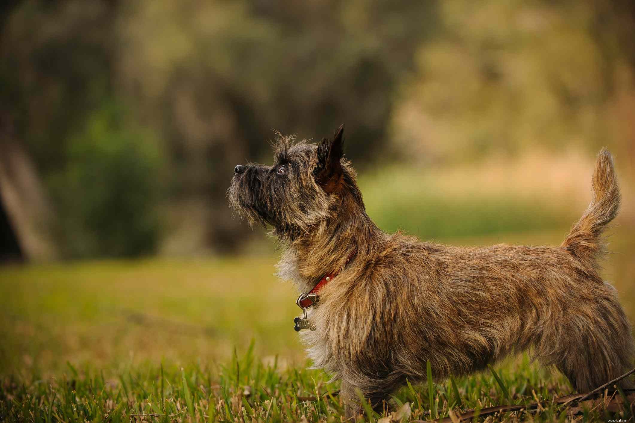 10の最高のブリンドル犬の品種 