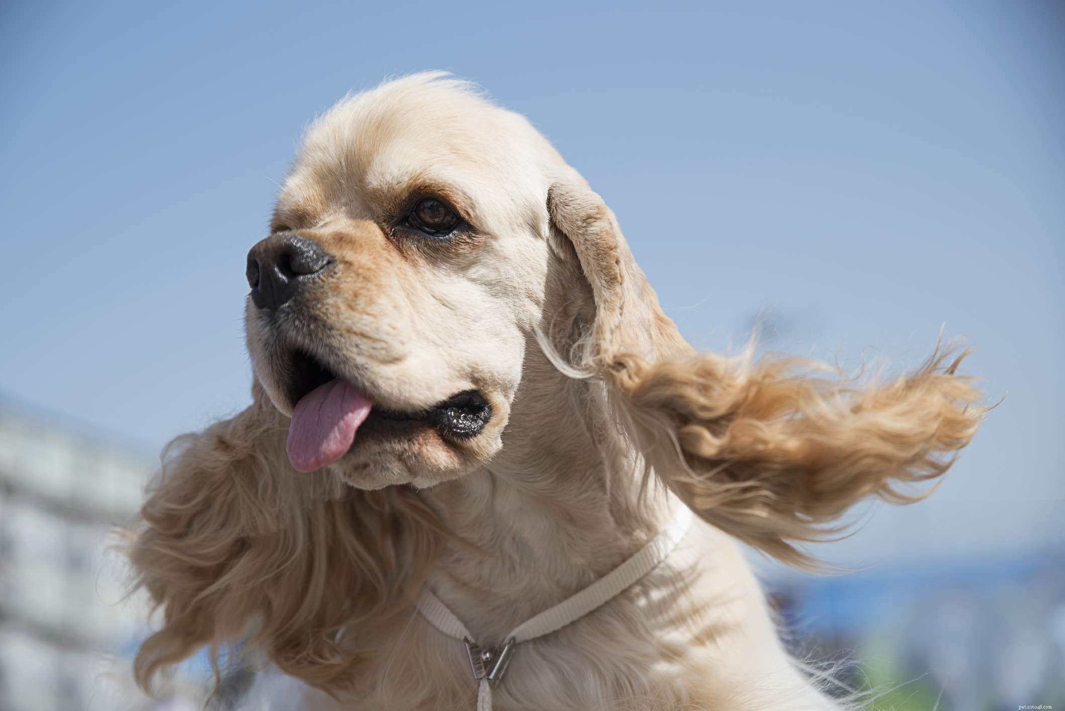 14 races de chiens épagneuls pour les amoureux des chiens