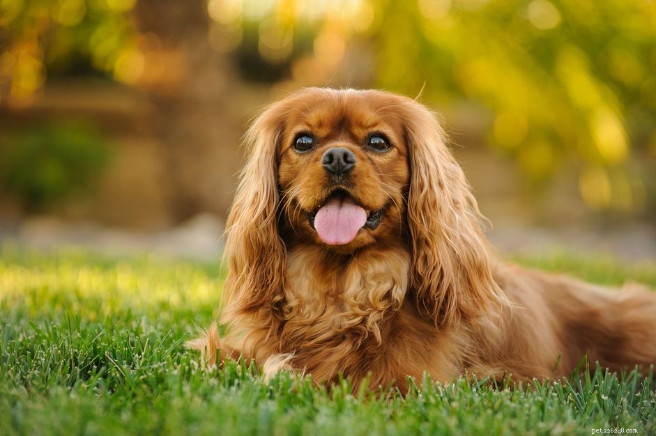 14 spanielhundraser för hundälskare