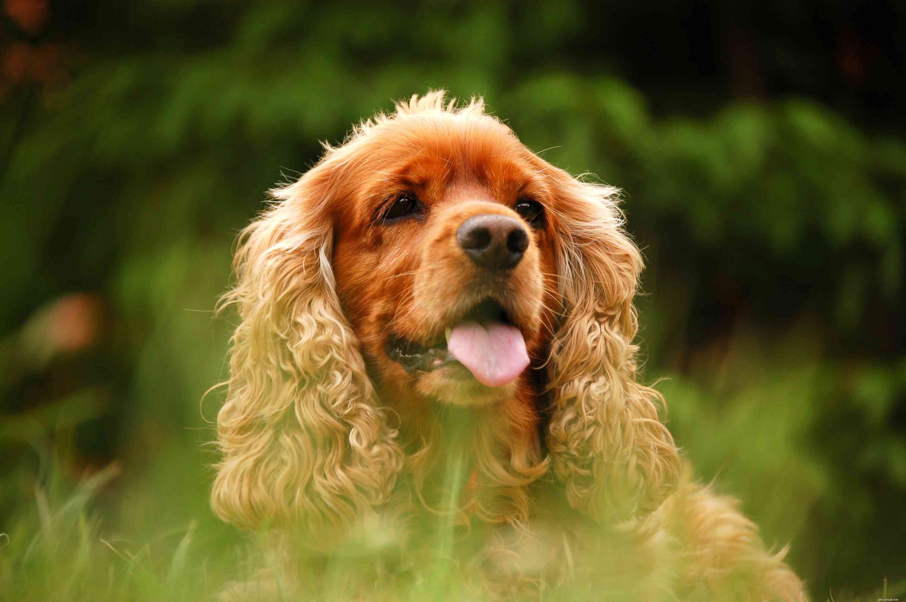 강아지 애호가를 위한 14가지 스패니얼 개 품종
