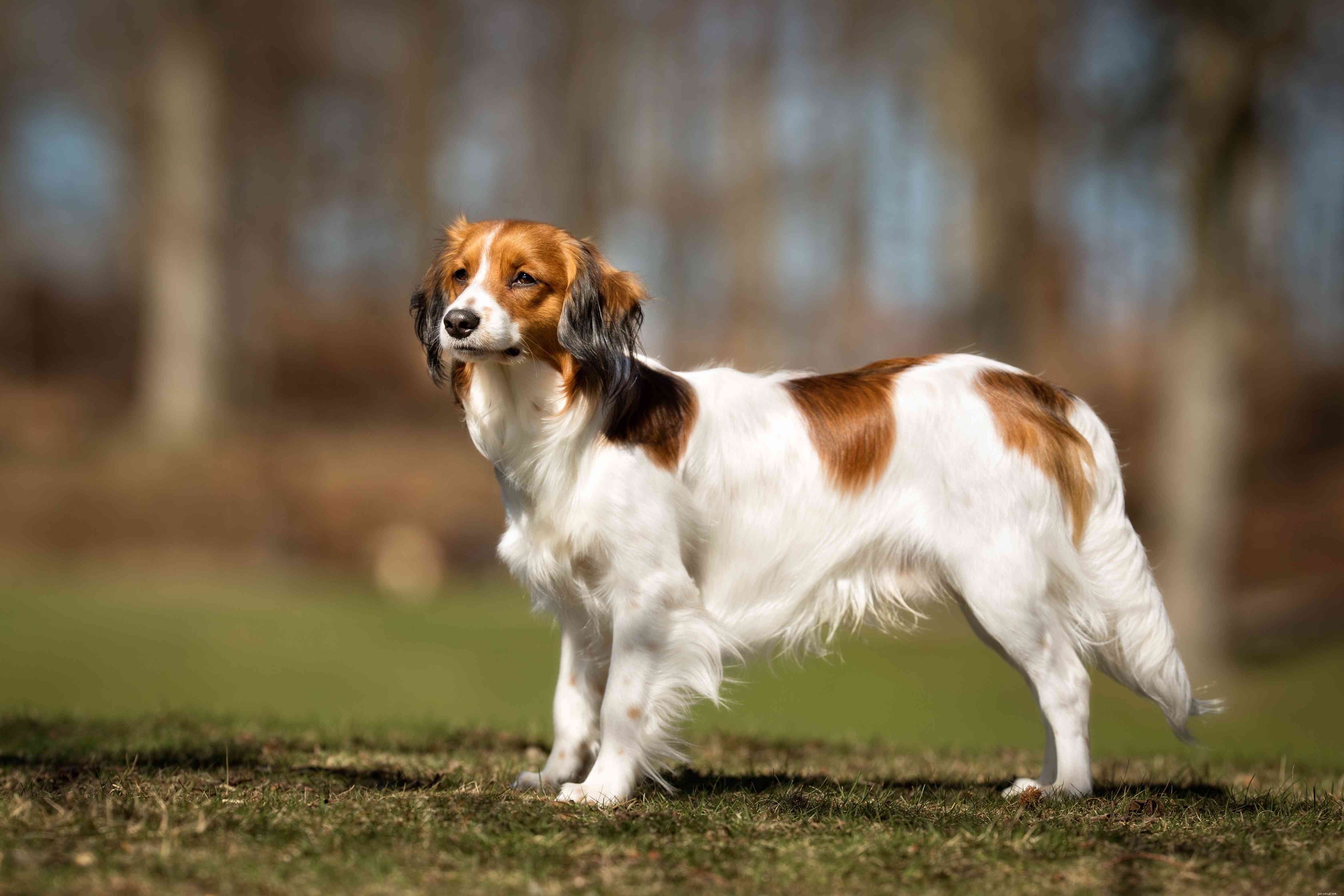 14 raças de cães Spaniel para amantes de cães