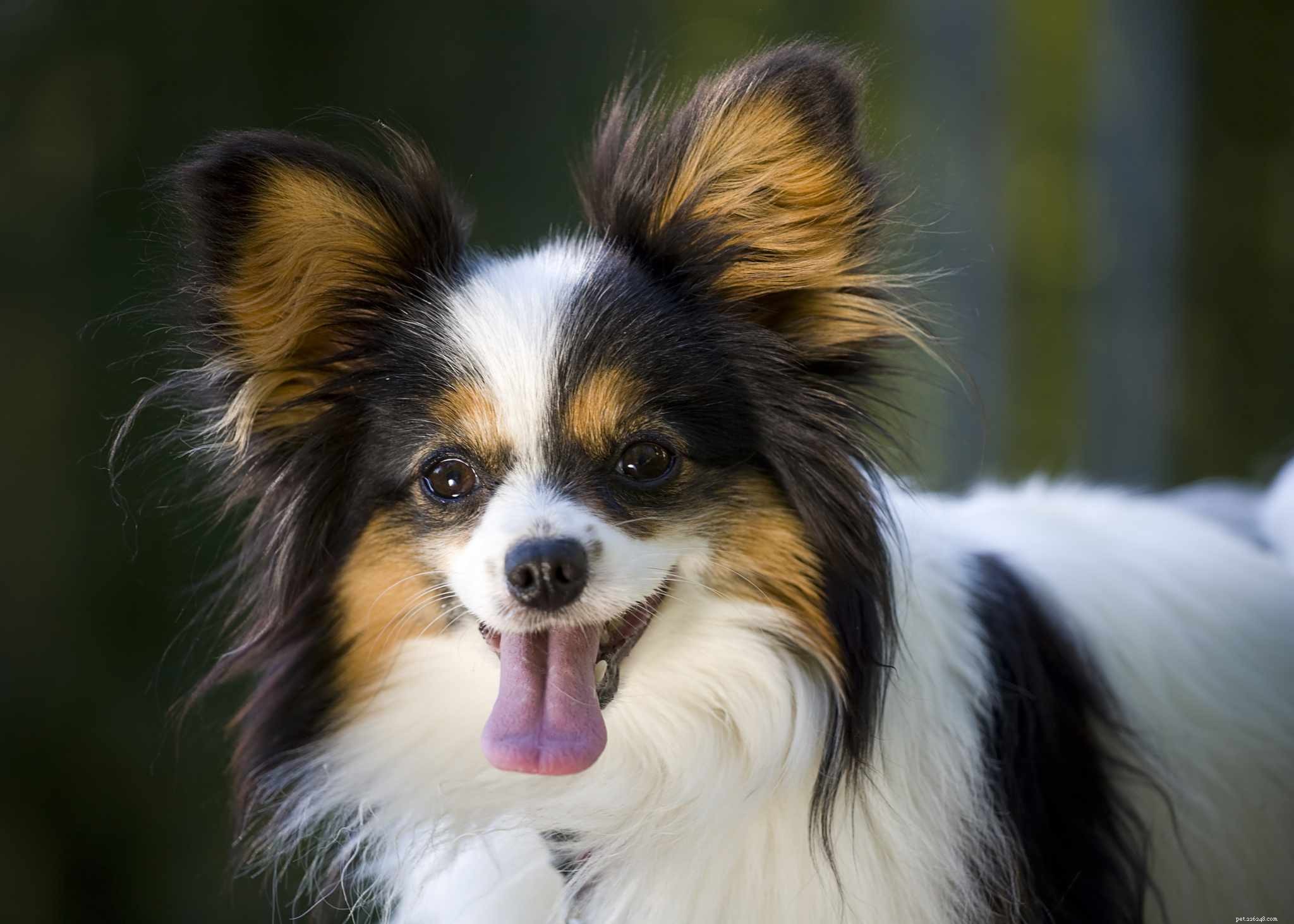13 melhores raças para cães de companhia