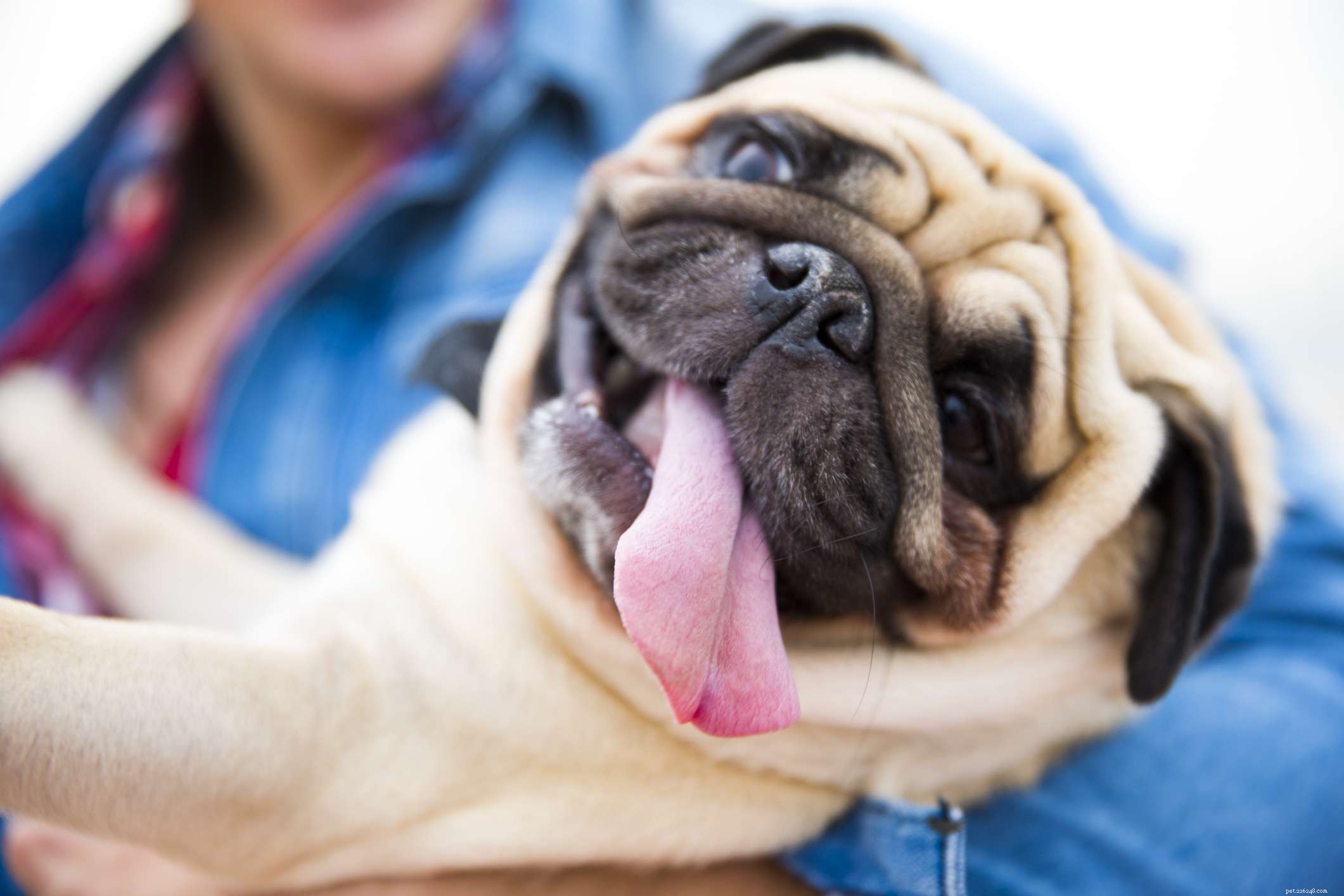 13 bästa raser att vara sällskapshundar