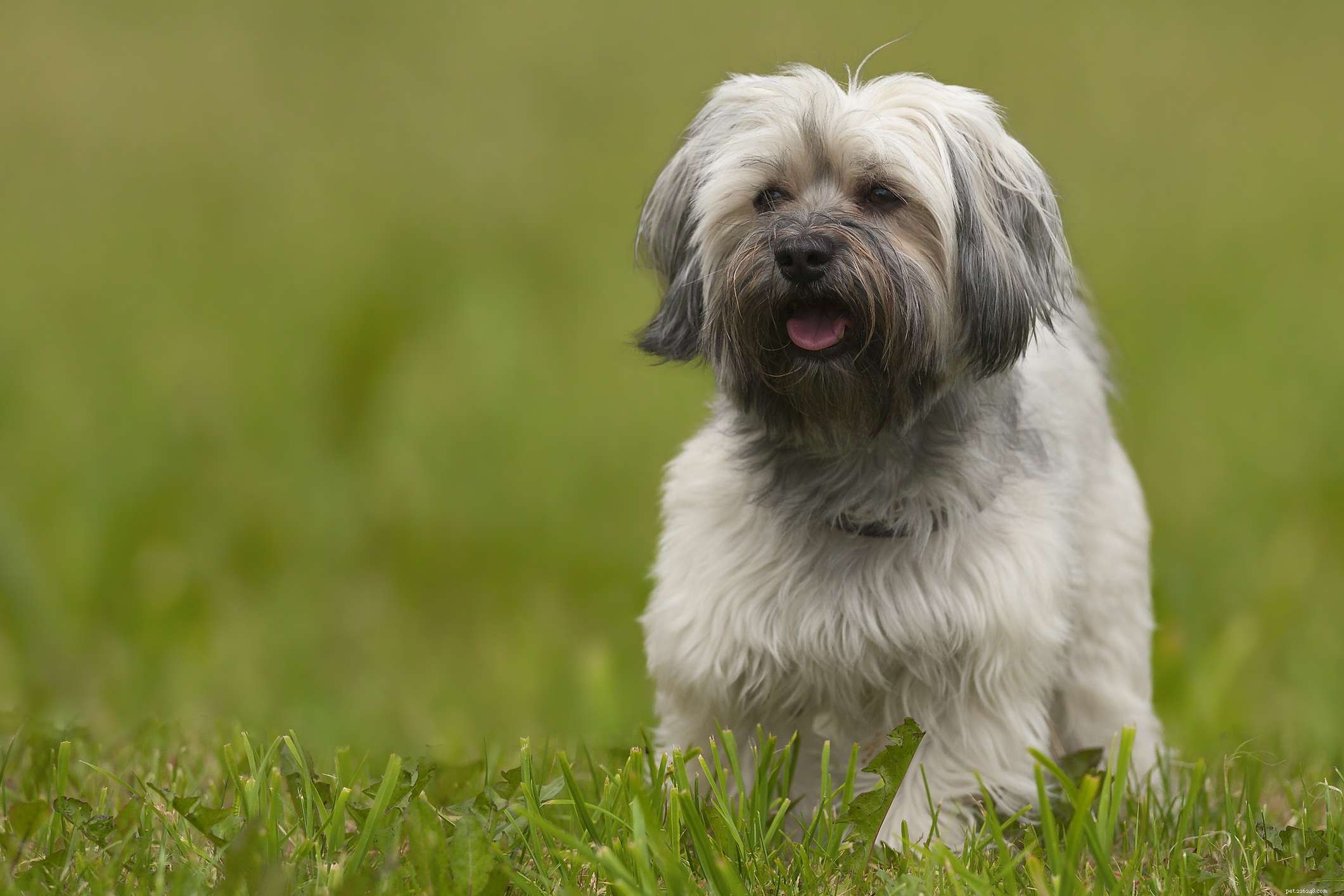 10 das raças de cães mais saudáveis