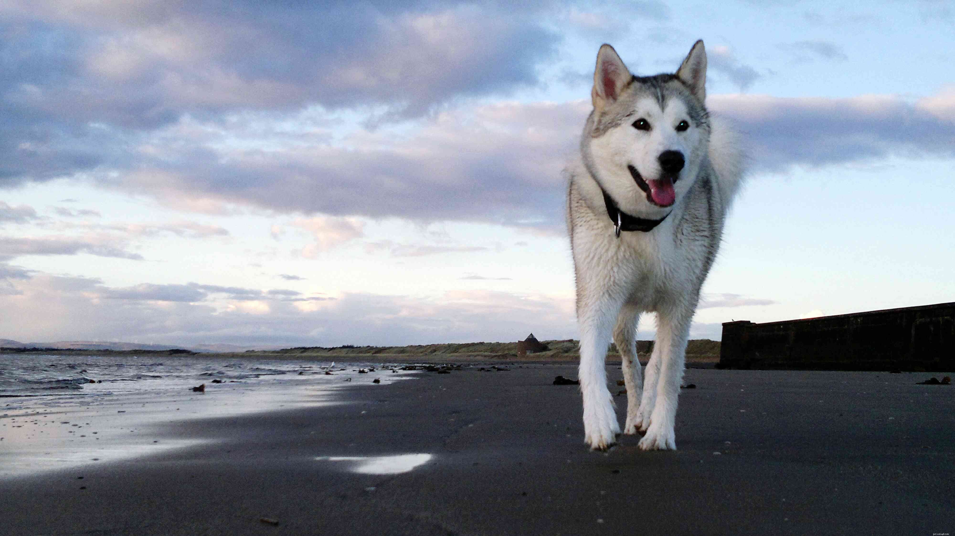 10 das raças de cães mais saudáveis
