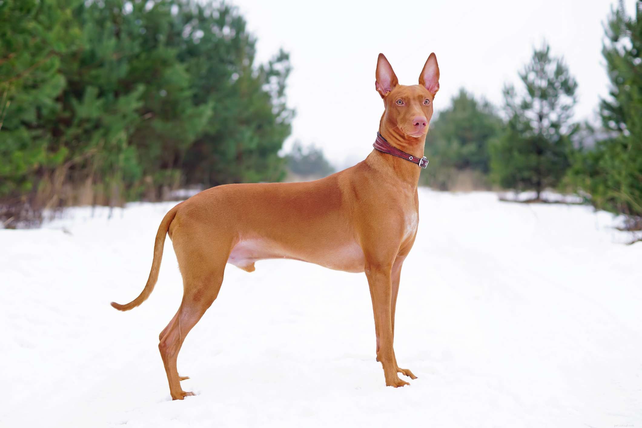 6 raças de cães antigas que se originaram no Egito