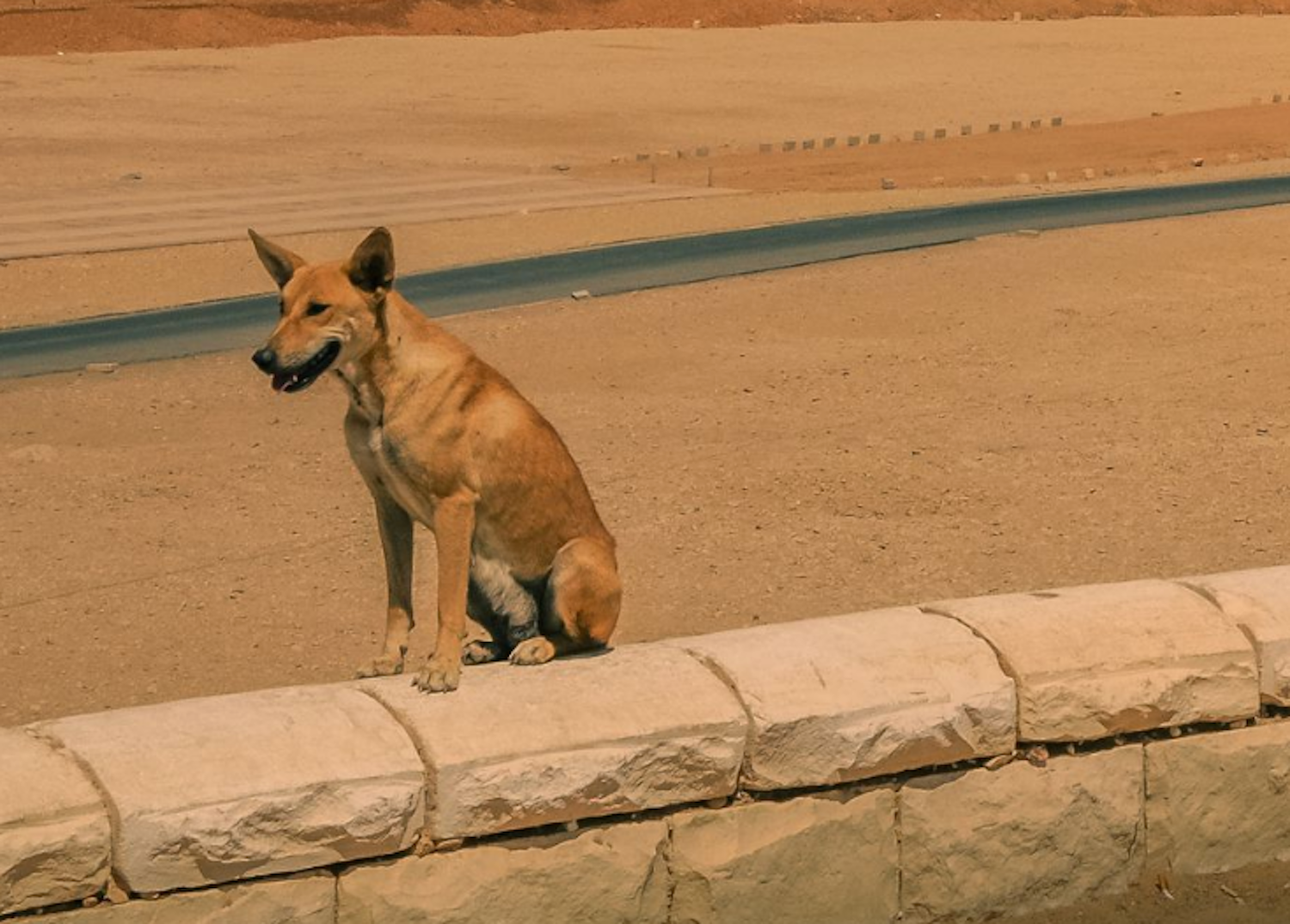 6 oude hondenrassen die hun oorsprong vonden in Egypte