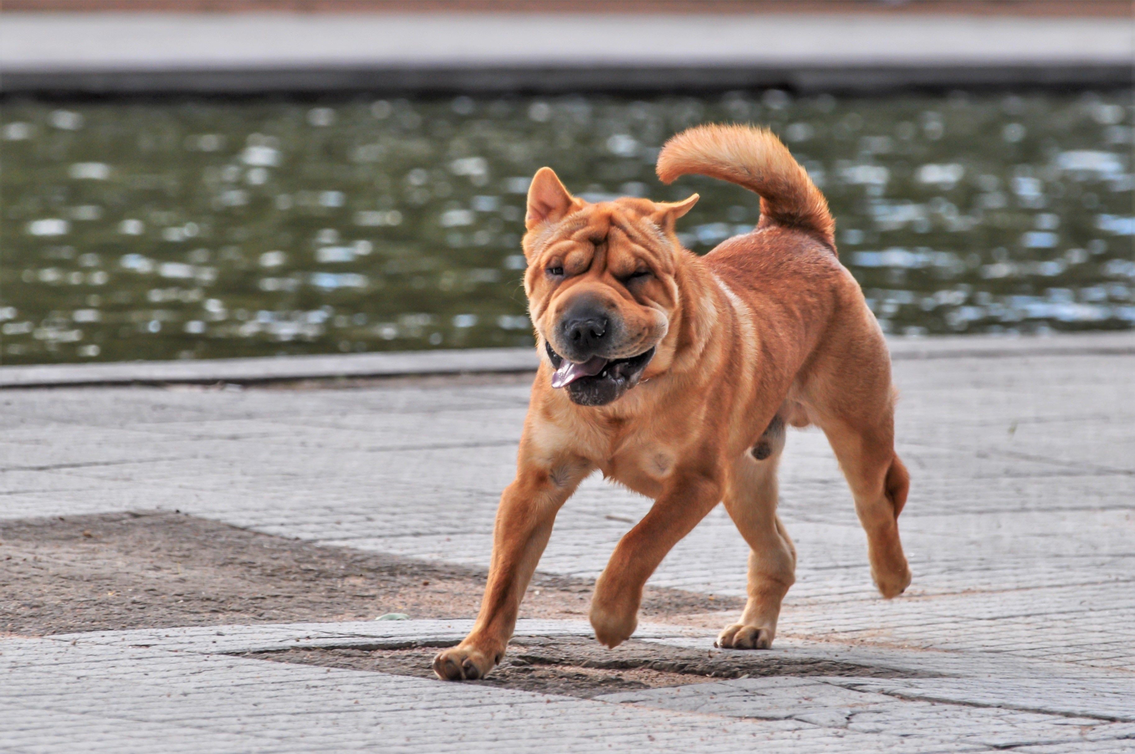 12 raças de cães únicas que vêm da China