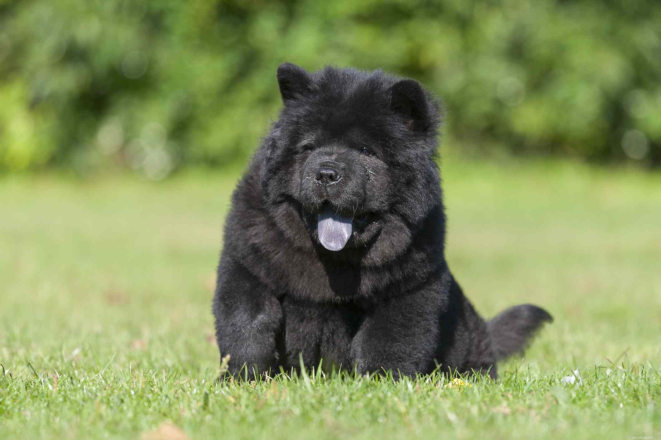 12 unika hundraser som kommer från Kina