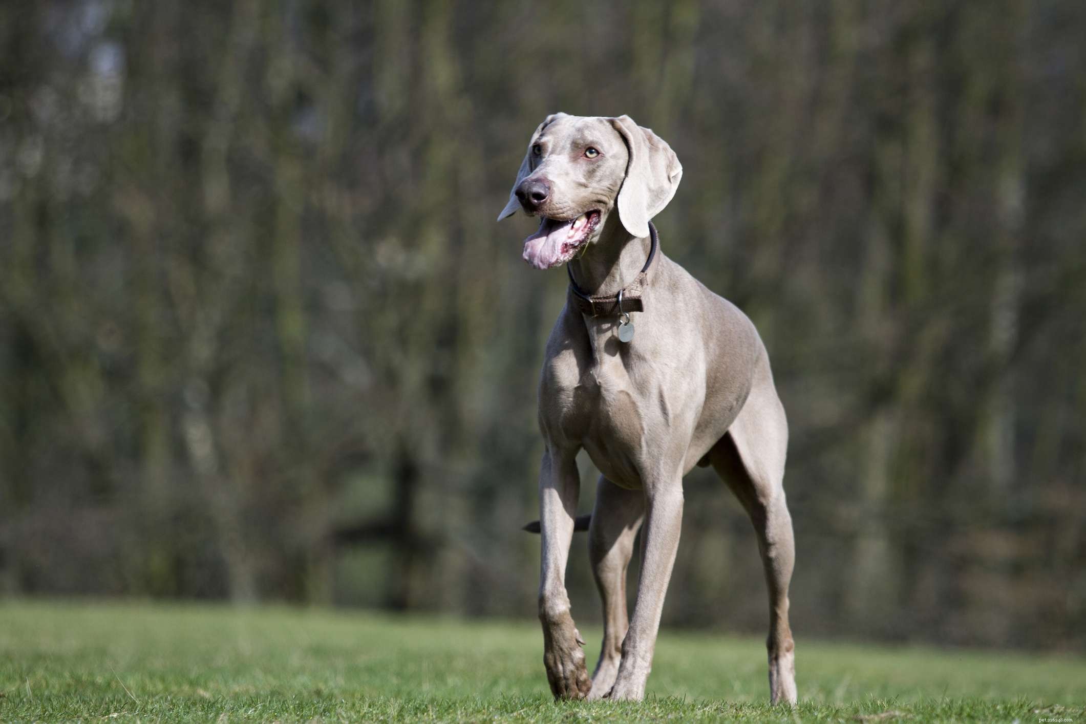 10 races de chiens qui signalent une proie