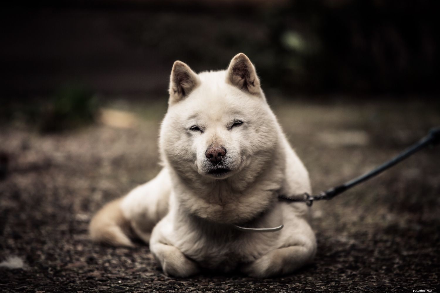 11 populäraste hundraser från Japan