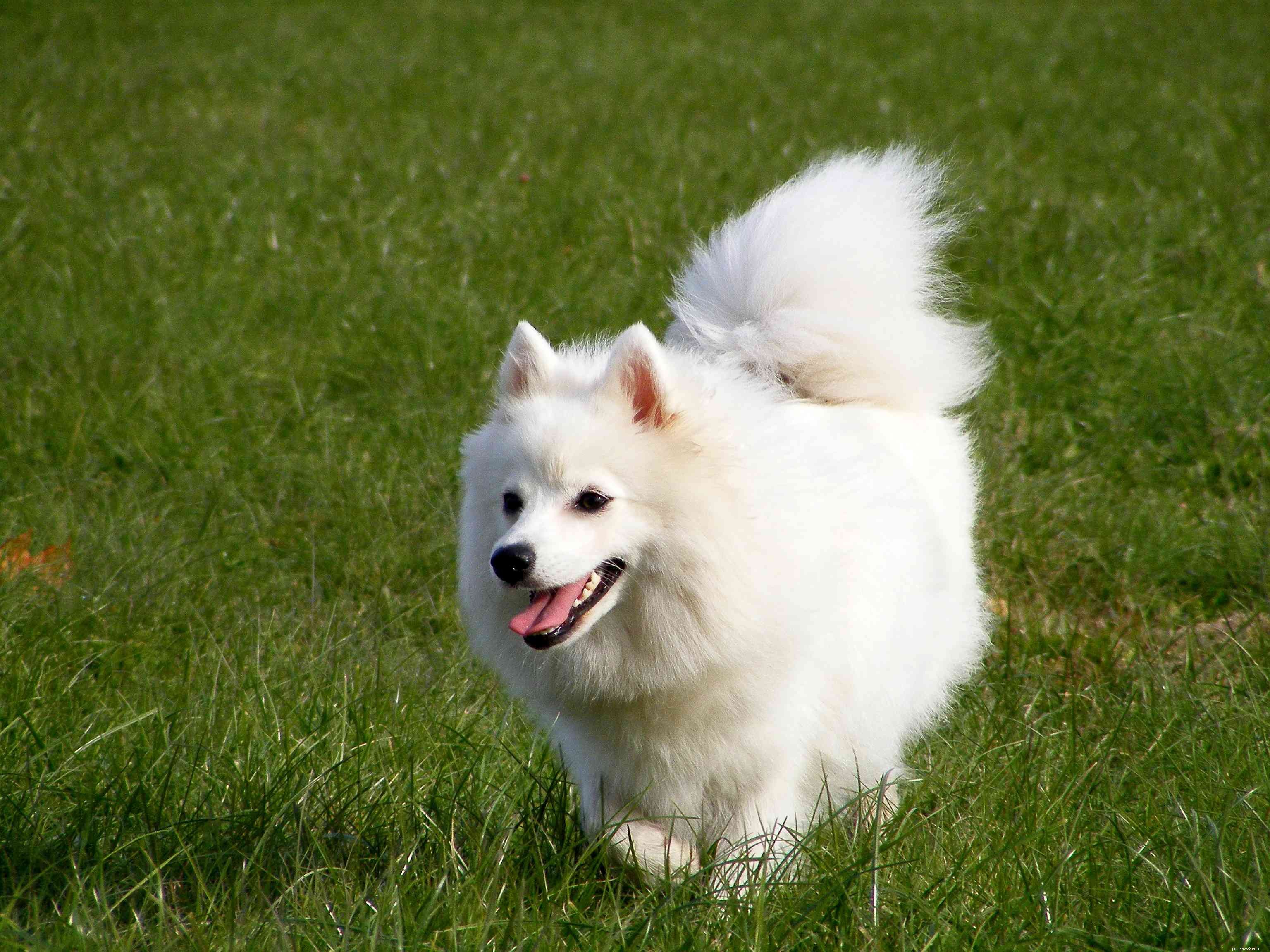 11 meilleures races de chiens du Japon