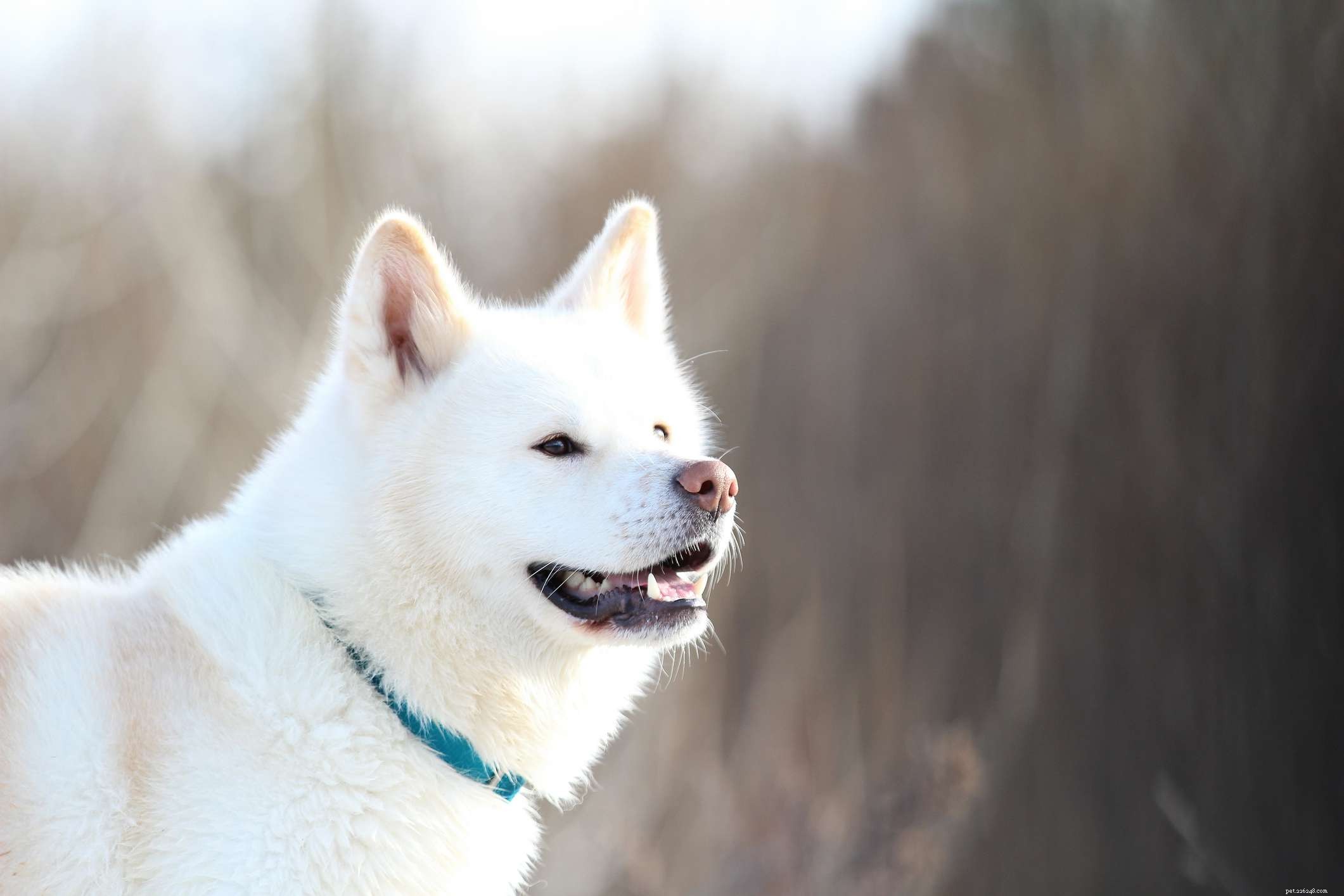 11 nejlepších plemen psů z Japonska