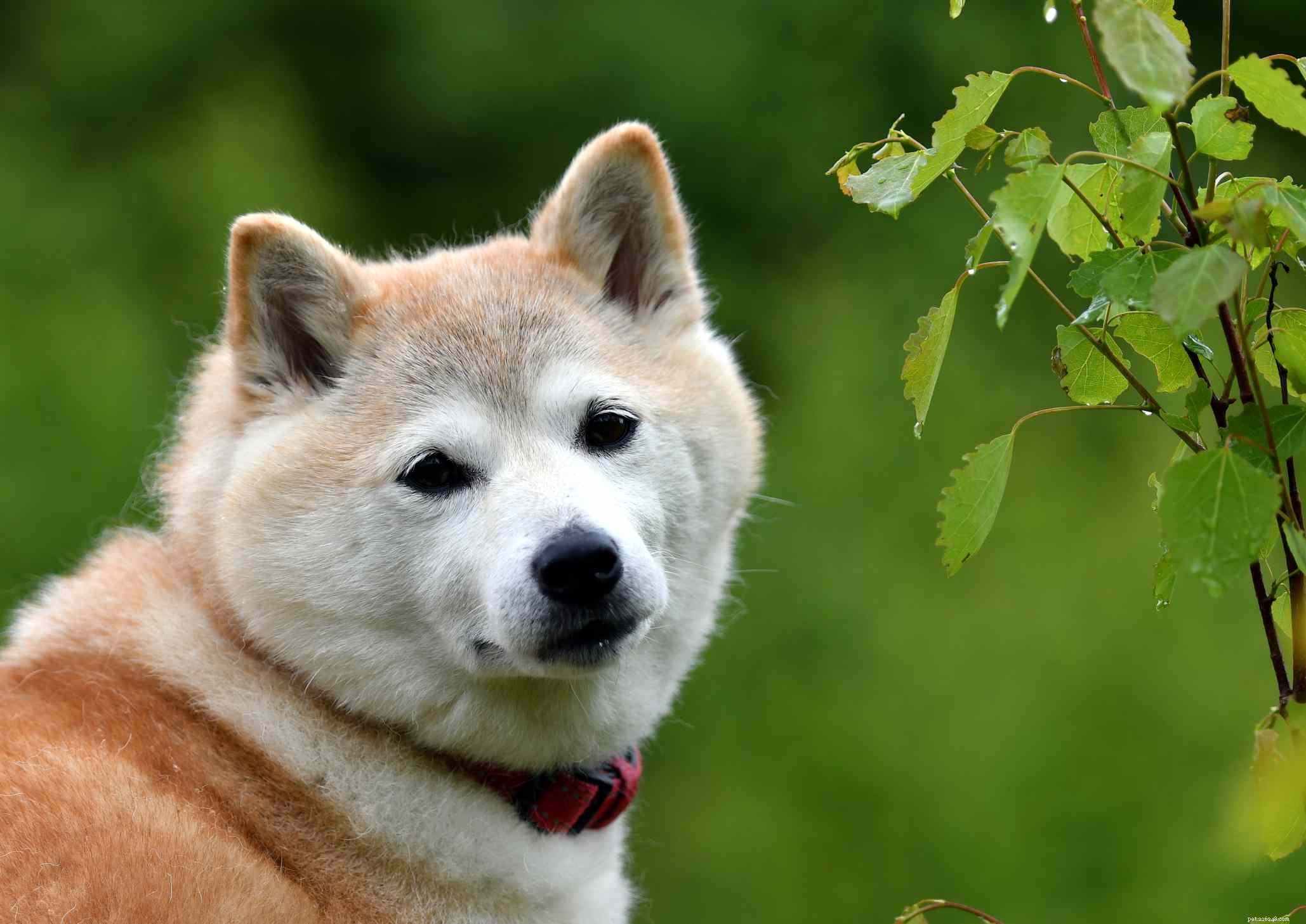 10 beste hondenrassen met een lange levensduur