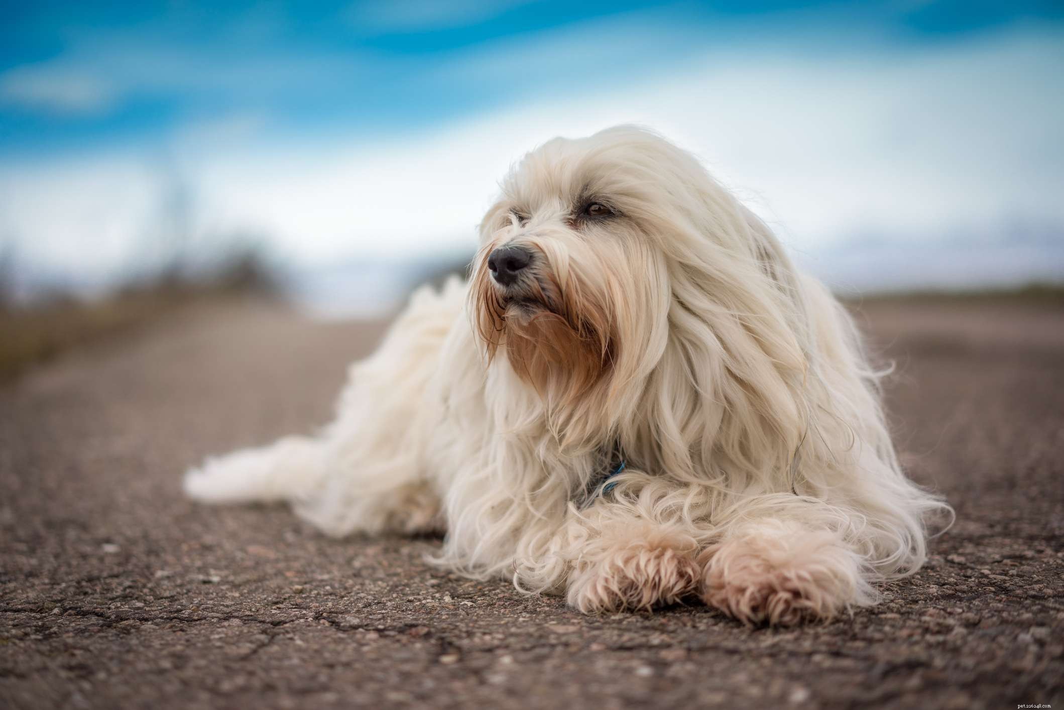 10 melhores raças de cães com longa vida útil