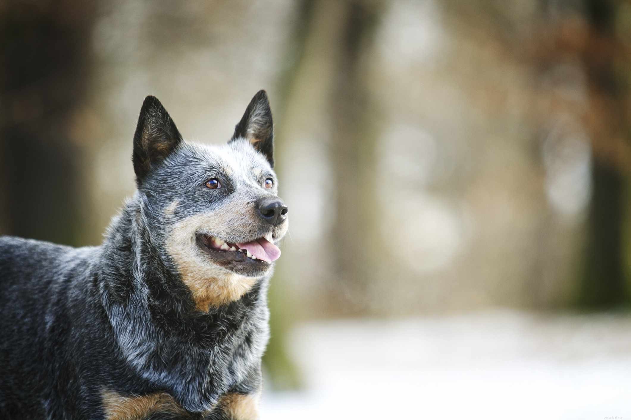 10 melhores raças de cães com longa vida útil