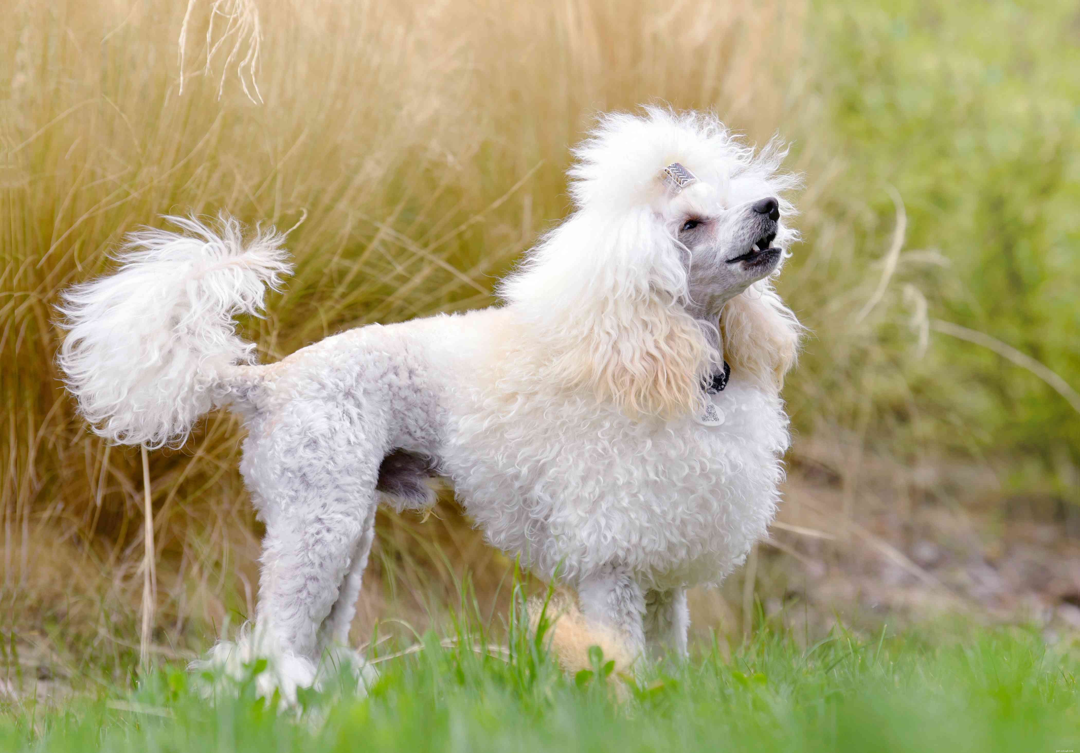 13 races de chiens mignons aux cheveux bouclés
